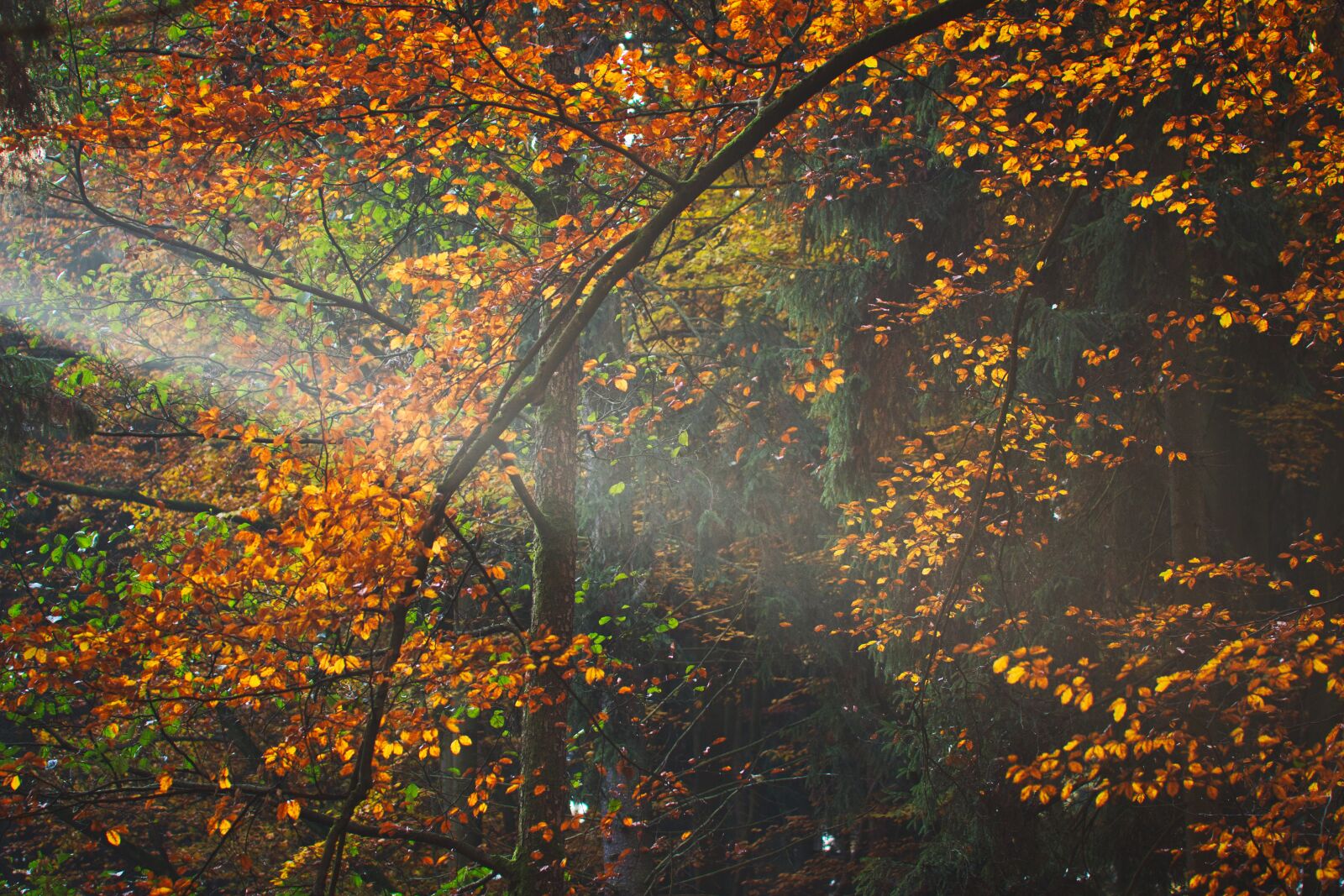 Canon EOS 70D + Canon TAMRON SP 90mm F/2.8 Di VC USD MACRO1:1 F004 sample photo. Autumn, forest, light photography