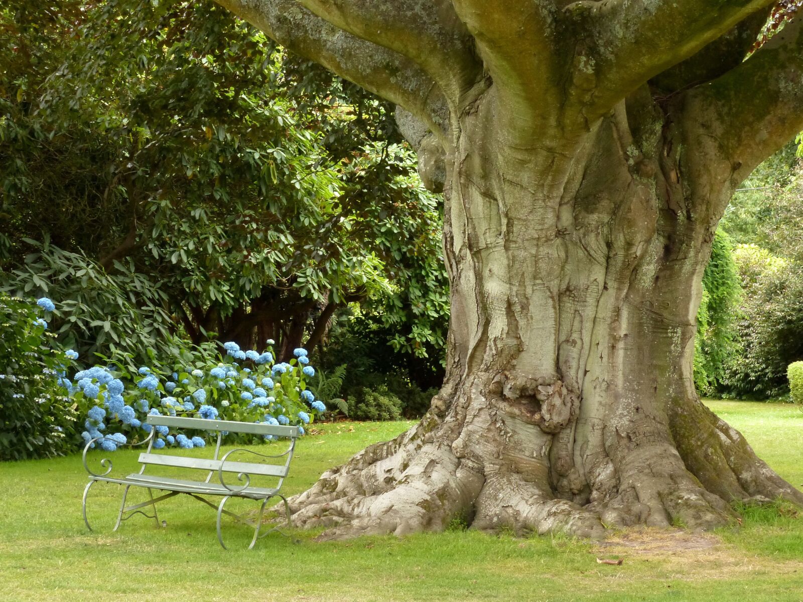 Panasonic Lumix DMC-FZ200 sample photo. Ancient, tree, old photography