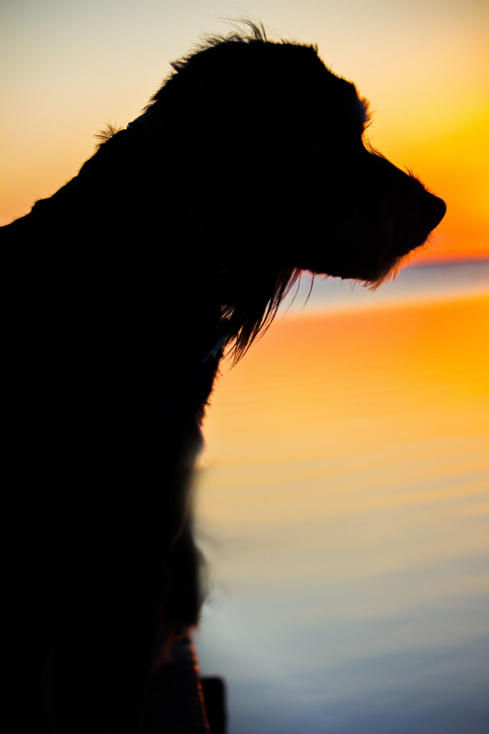 Canon EF-S 55-250mm F4-5.6 IS sample photo. Dog, sunset, backlighting photography