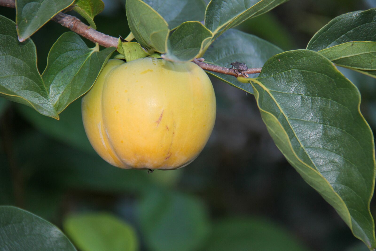 Canon EOS 7D sample photo. Khaki, persimmon, fall photography