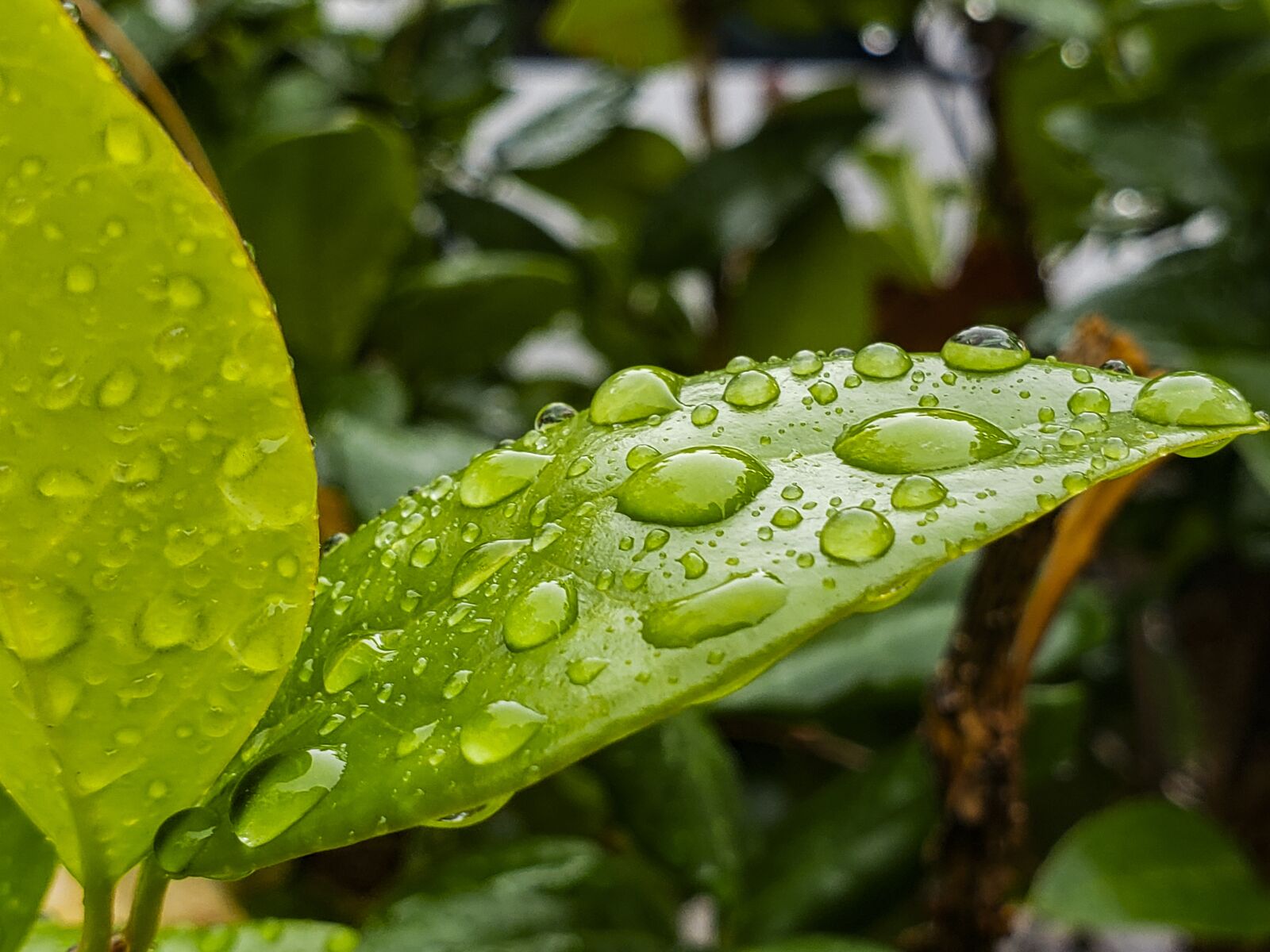 Samsung Galaxy S9+ sample photo. Wet, leaf, nature photography