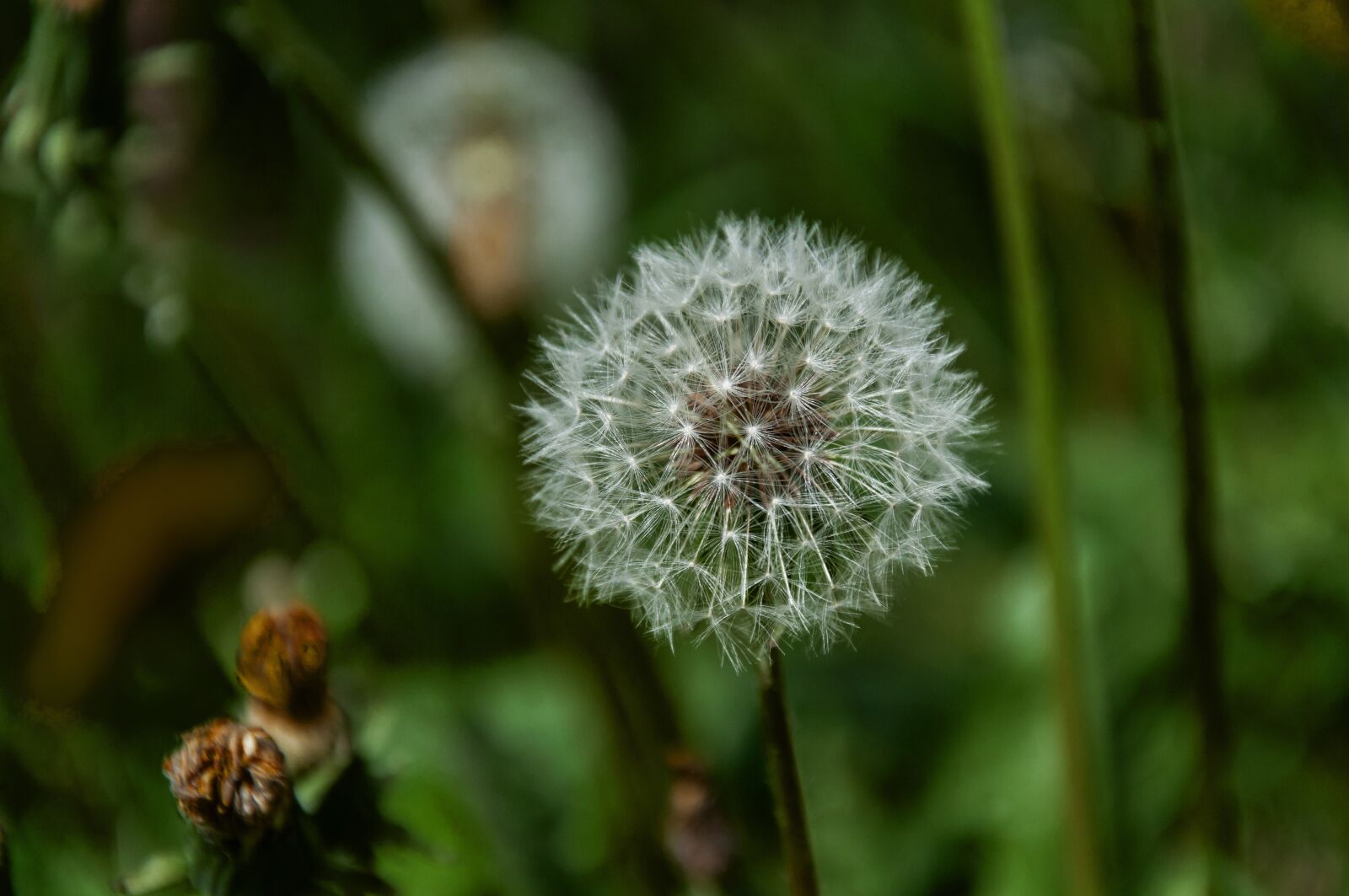 Nikon D5000 sample photo. Nature, plant, flower photography