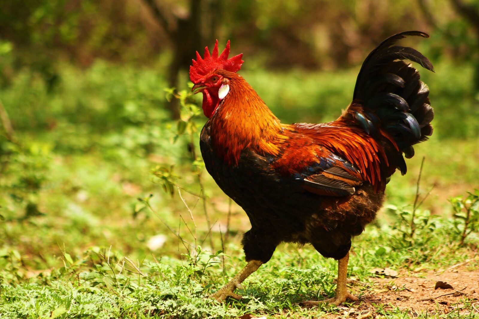 Canon EOS 450D (EOS Rebel XSi / EOS Kiss X2) sample photo. Rooster, bird, poultry photography