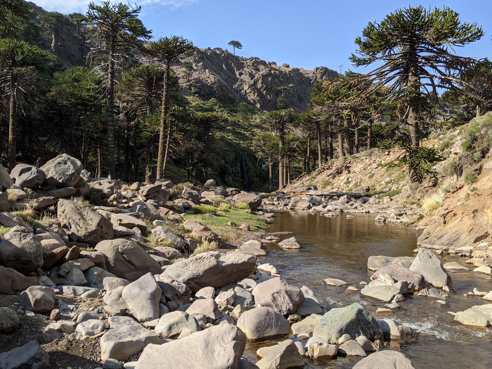 Google Pixel 3 sample photo. Forest, river, mountain photography