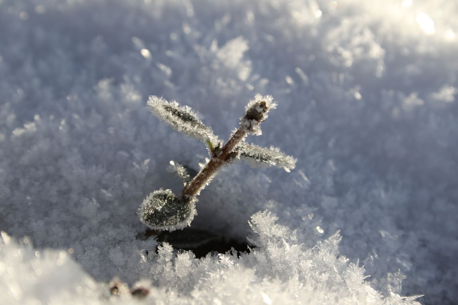 Canon EOS 7D Mark II sample photo. Frost, snow, winter photography