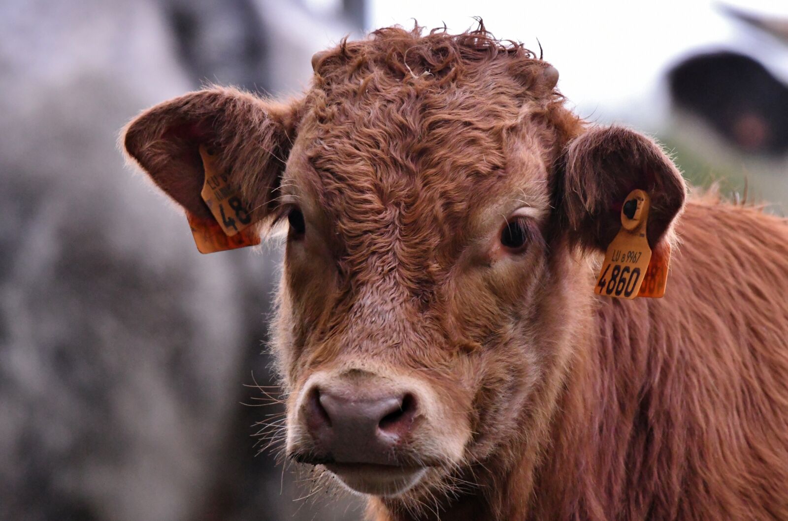 Nikon D500 sample photo. Calf, cow, herkauwer photography