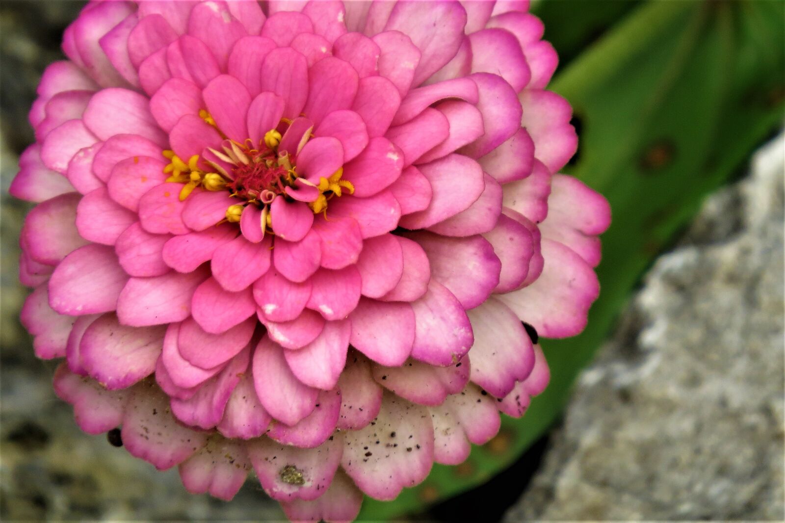 Canon PowerShot SX50 HS sample photo. Flower, pink, close up photography