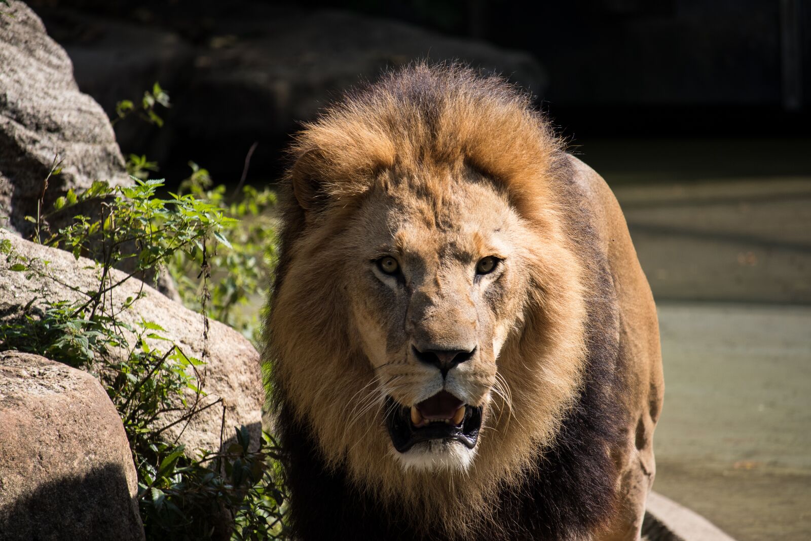 Canon EF-S 55-250mm F4-5.6 IS STM sample photo. Lion, predator, male photography