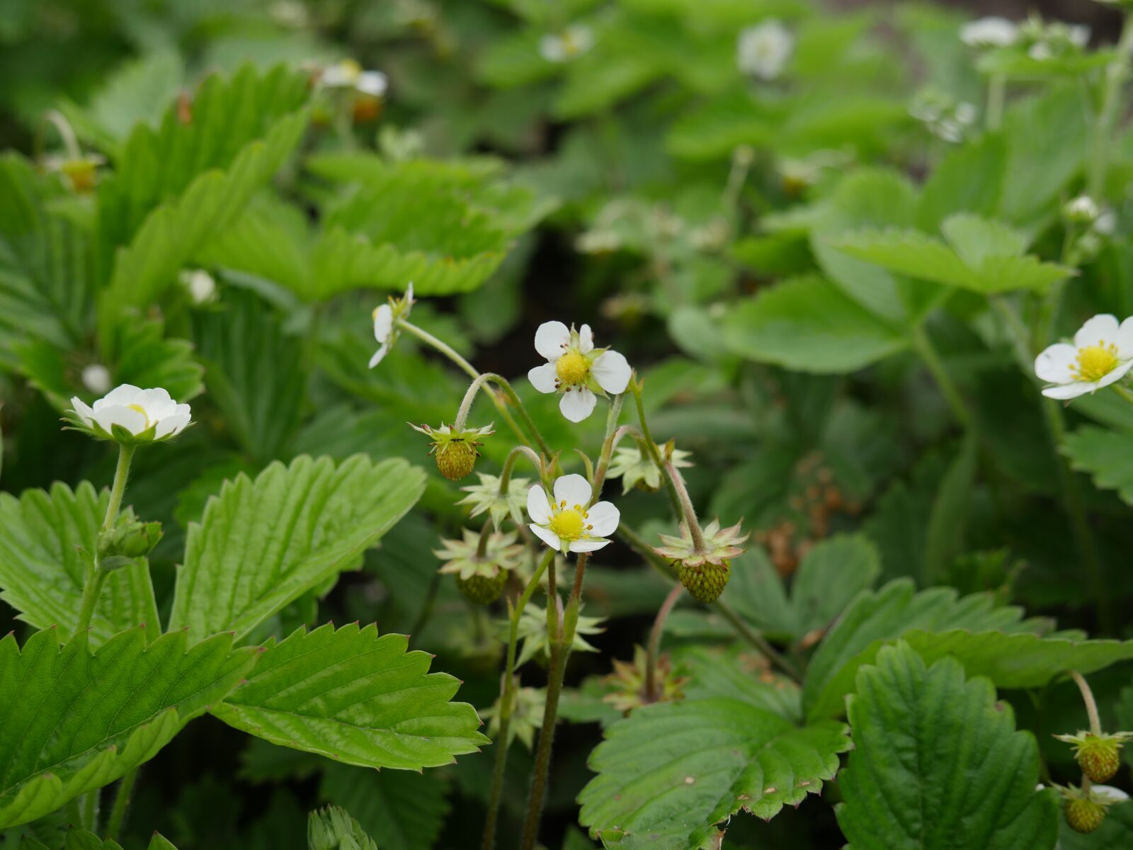 Panasonic Lumix DMC-GX8 sample photo. Wild strawberry, garden berries photography