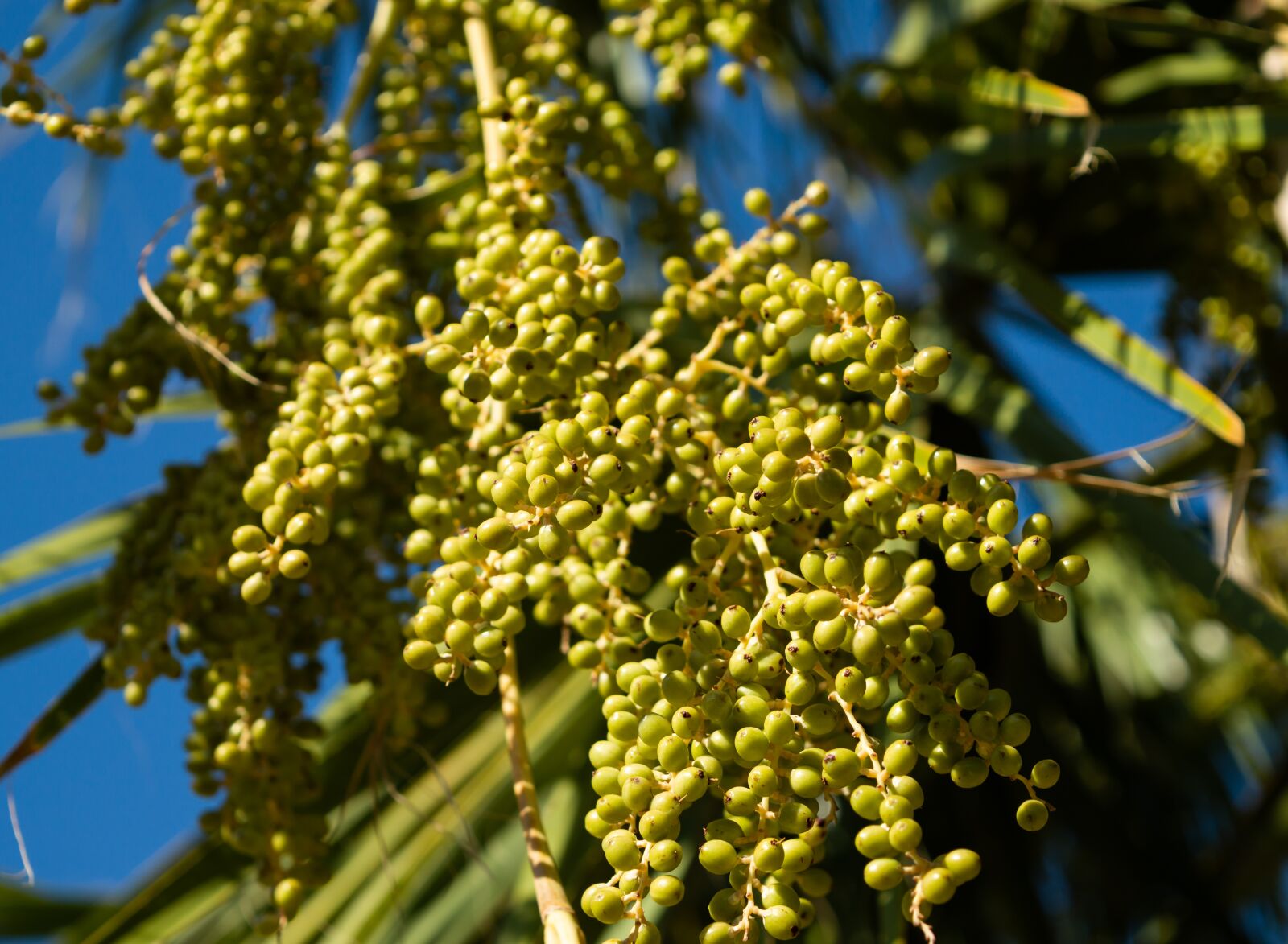 Nikon D3200 sample photo. Tree, fruit, leaf photography