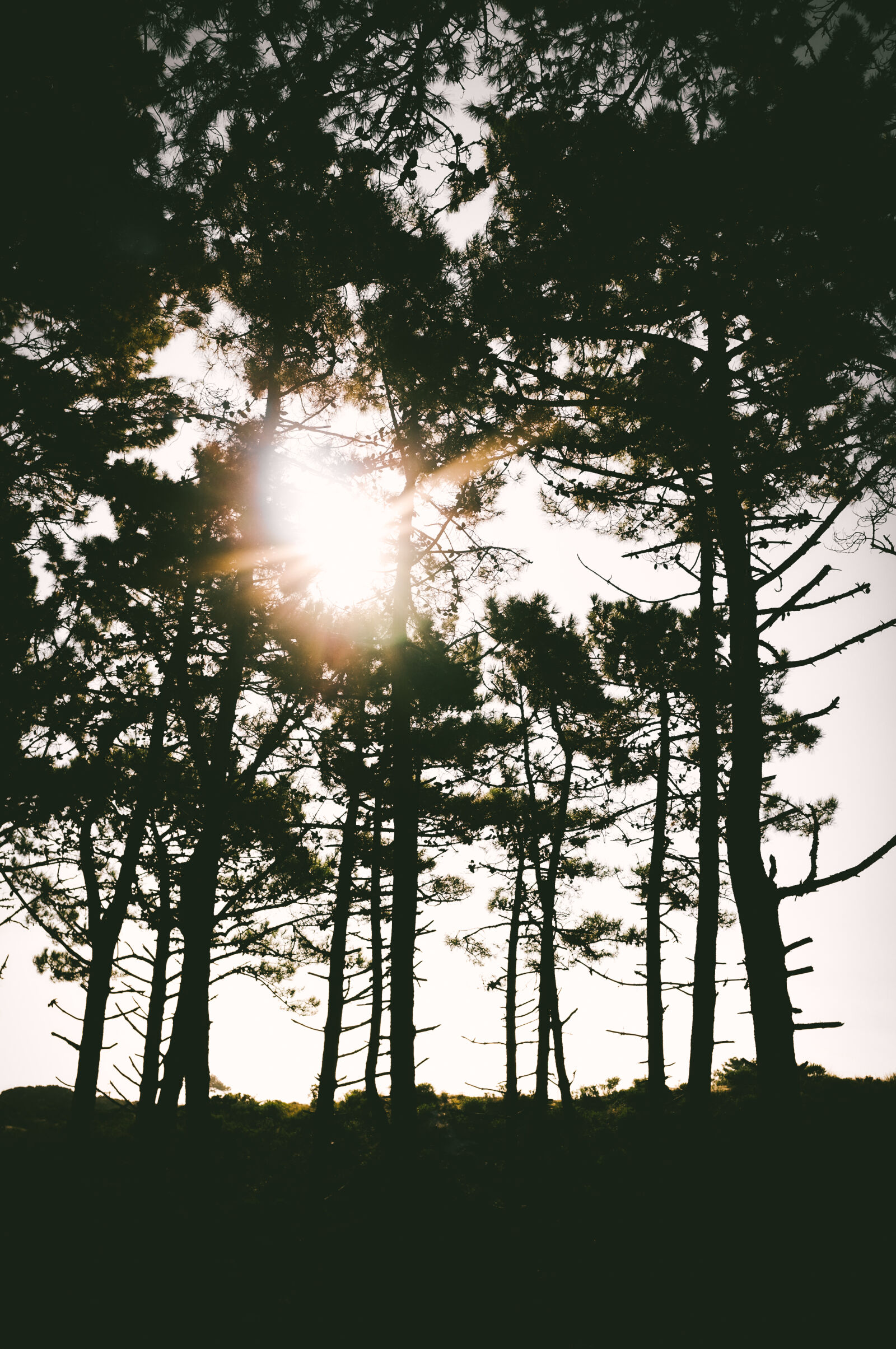 Fujifilm FinePix X100 sample photo. Island, sunrise, trees photography