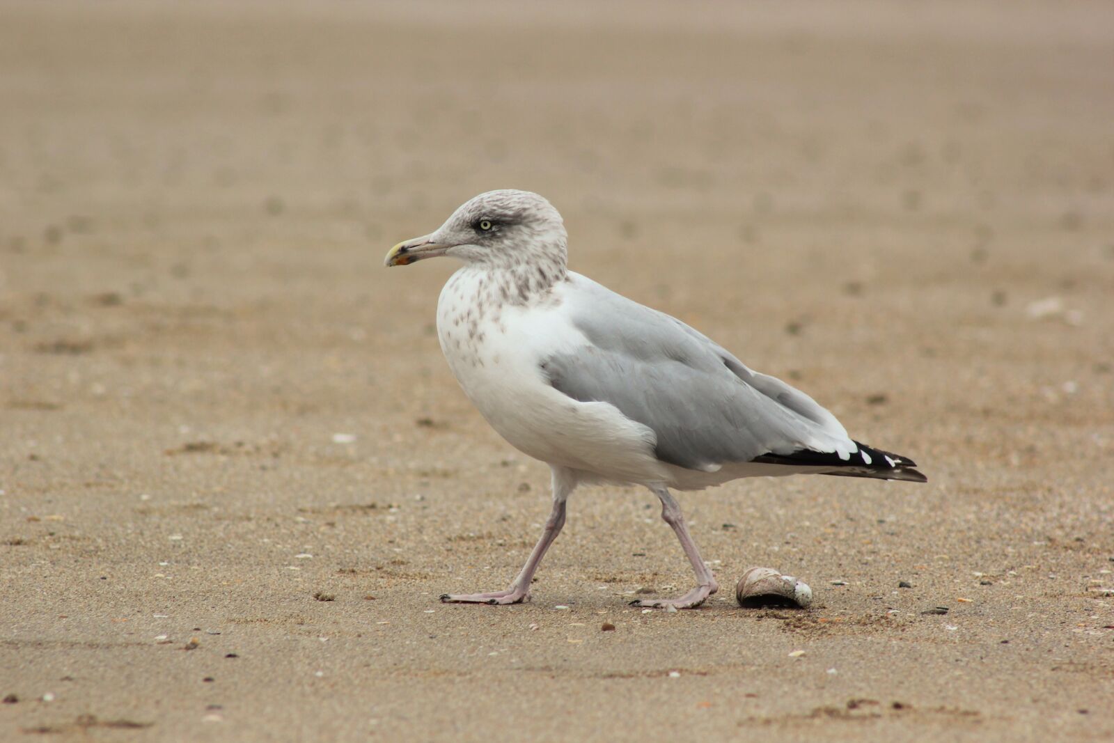 Canon EOS 550D (EOS Rebel T2i / EOS Kiss X4) sample photo. Gull, seagull, sand photography