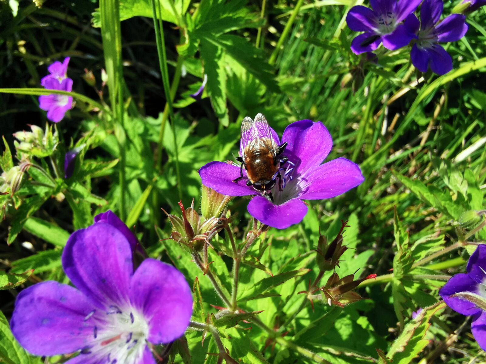 HUAWEI P30 Pro sample photo. Nature, bee, bees photography