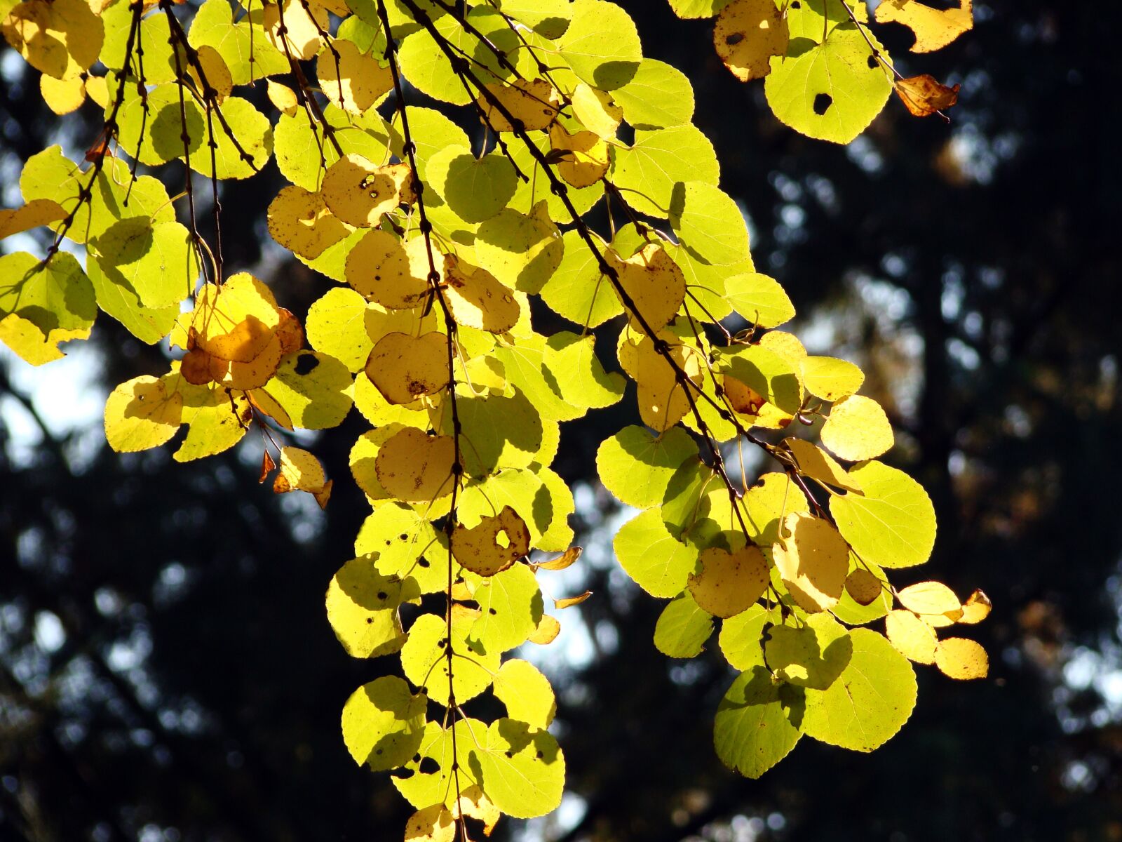 Sony Cyber-shot DSC-H50 sample photo. Autumn, autumn leaves, nature photography