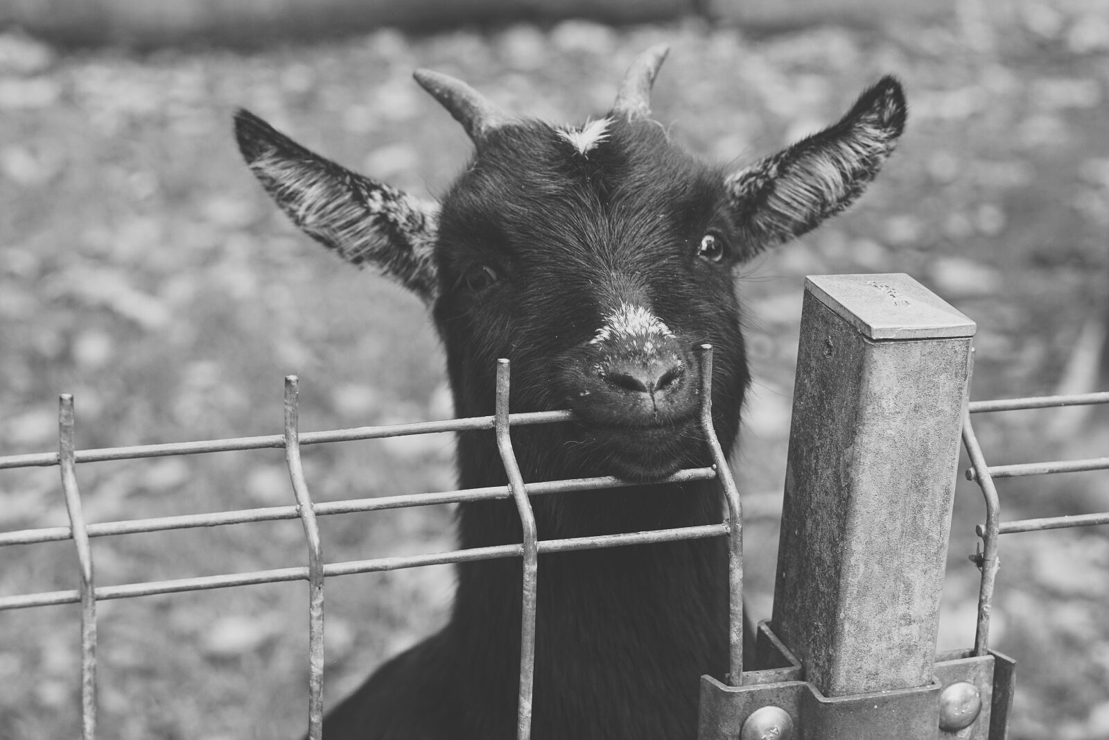 E 50mm F1.8 OSS sample photo. Goat, black, green photography