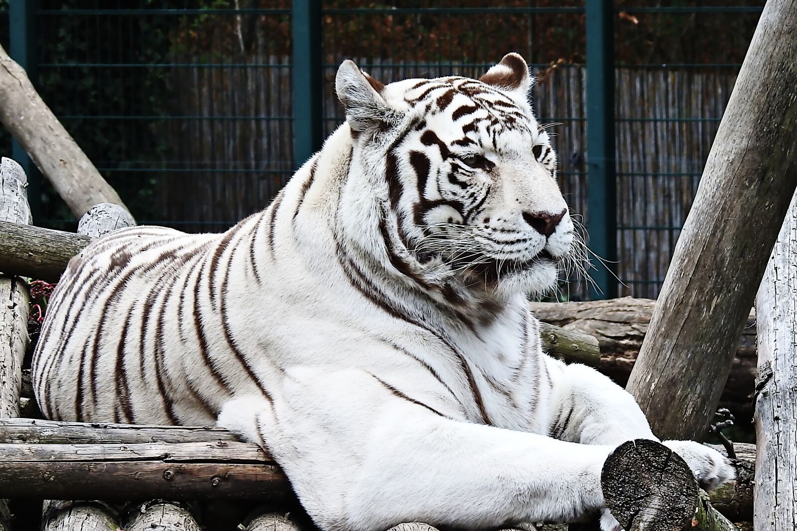 Nikon Coolpix P900 sample photo. Tiger, white, white-tiger photography