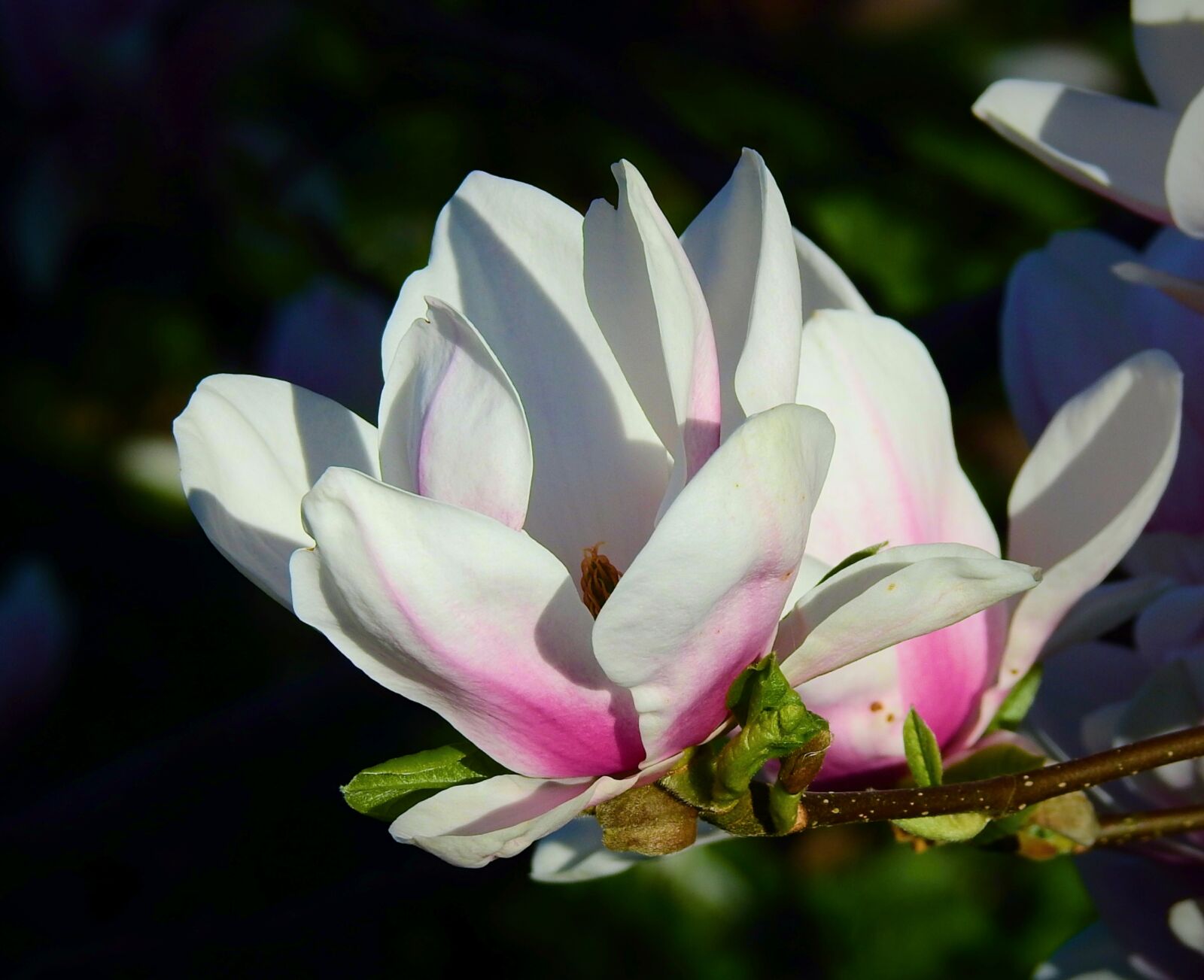 Nikon Coolpix P900 sample photo. Flower, plant, beautiful photography