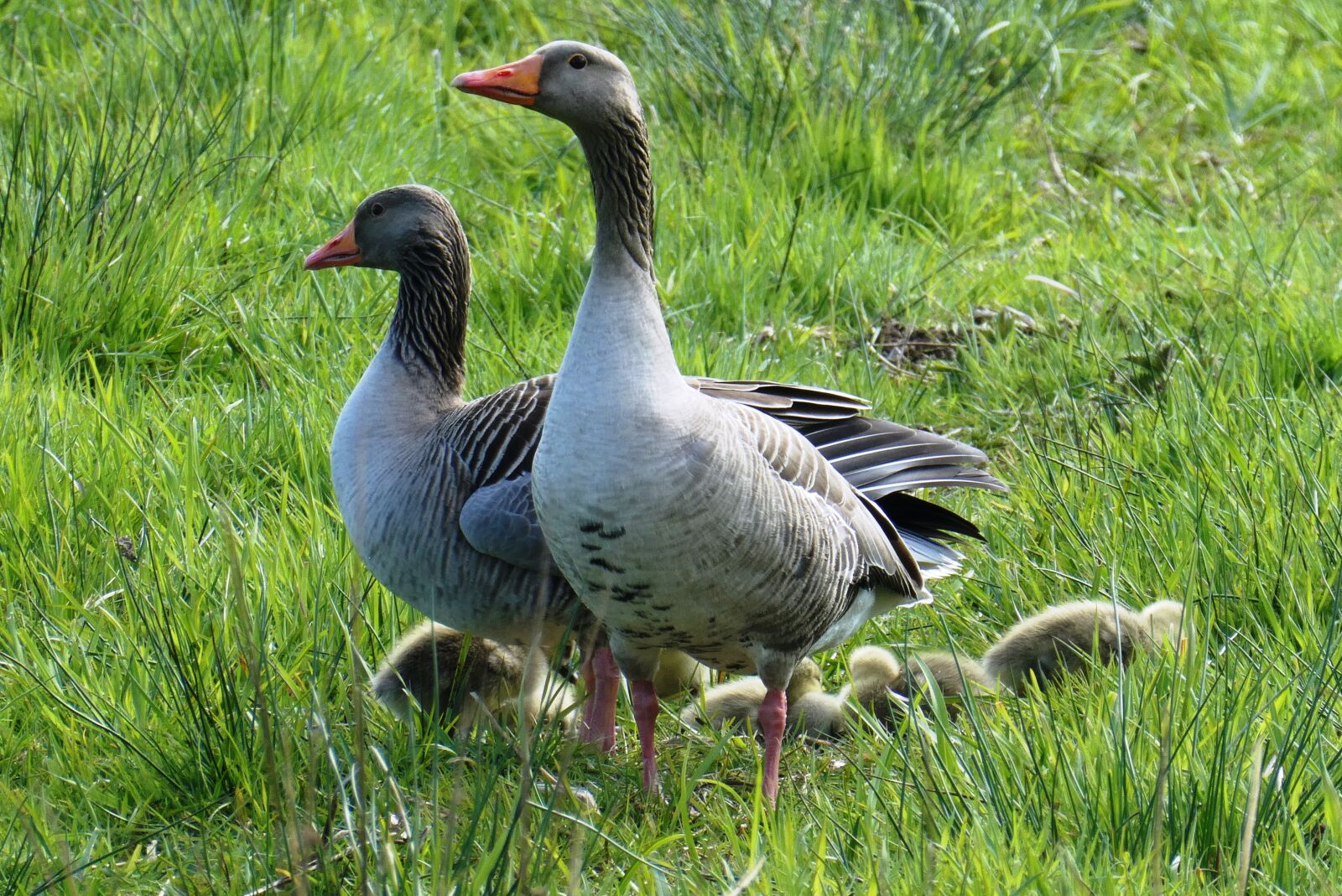 Panasonic Lumix DC-ZS70 (Lumix DC-TZ90) sample photo. Geese, chicks, watch photography