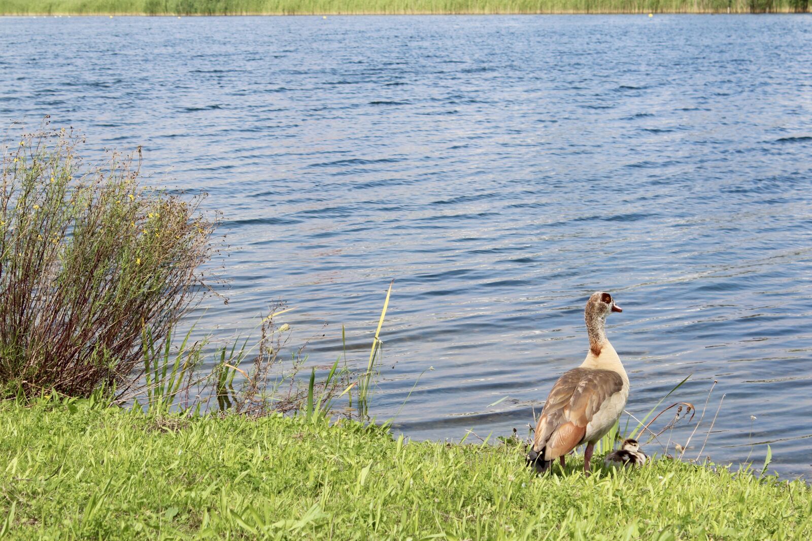 Canon EOS 600D (Rebel EOS T3i / EOS Kiss X5) sample photo. Duck, chicks, baby photography