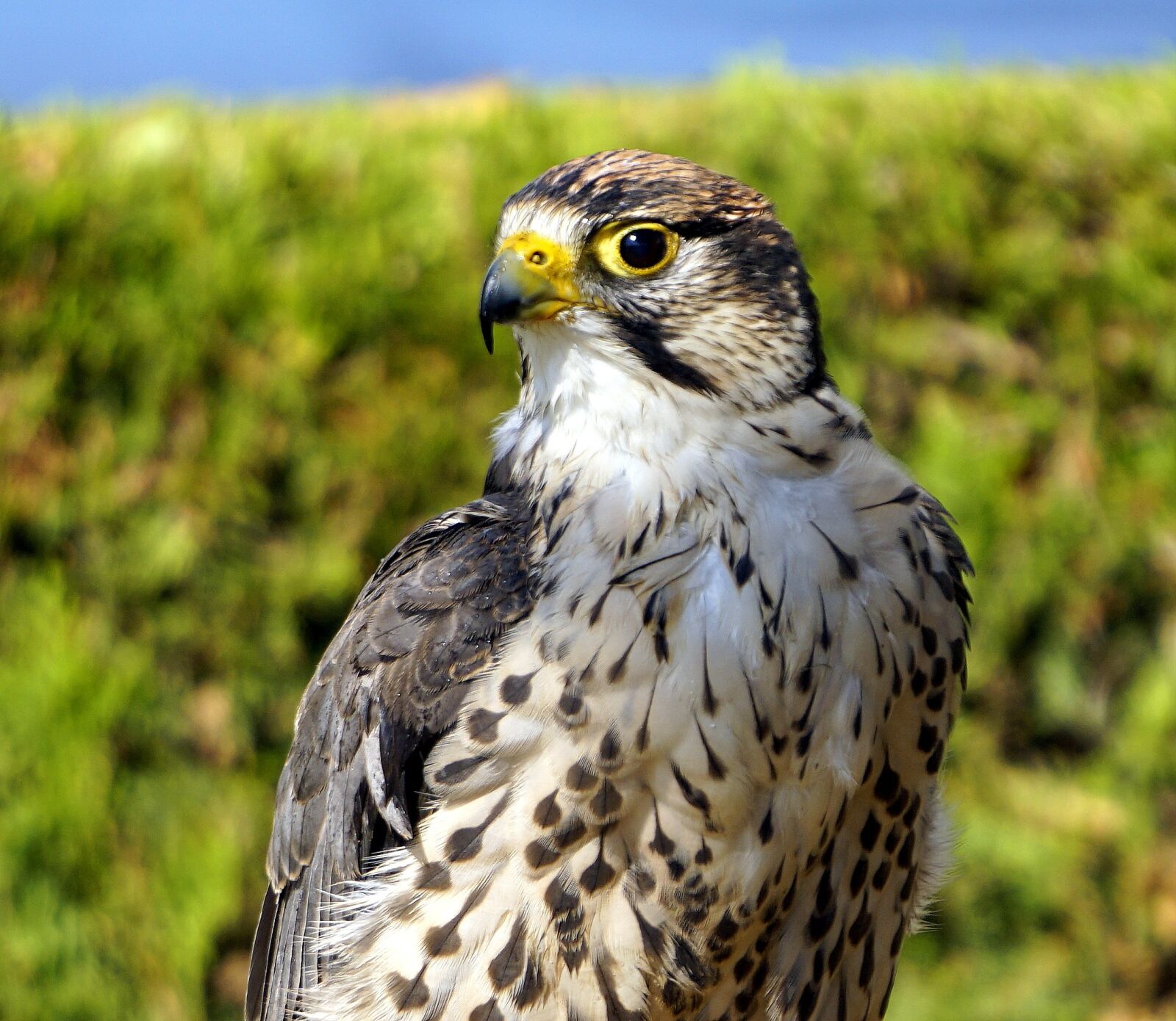 Sony E 55-210mm F4.5-6.3 OSS sample photo. Bird of prey, animal photography