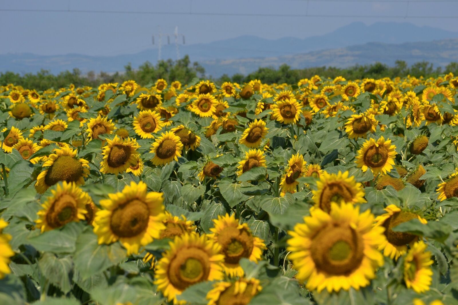 Nikon D3100 sample photo. Sunflowers, landscape, japan photography