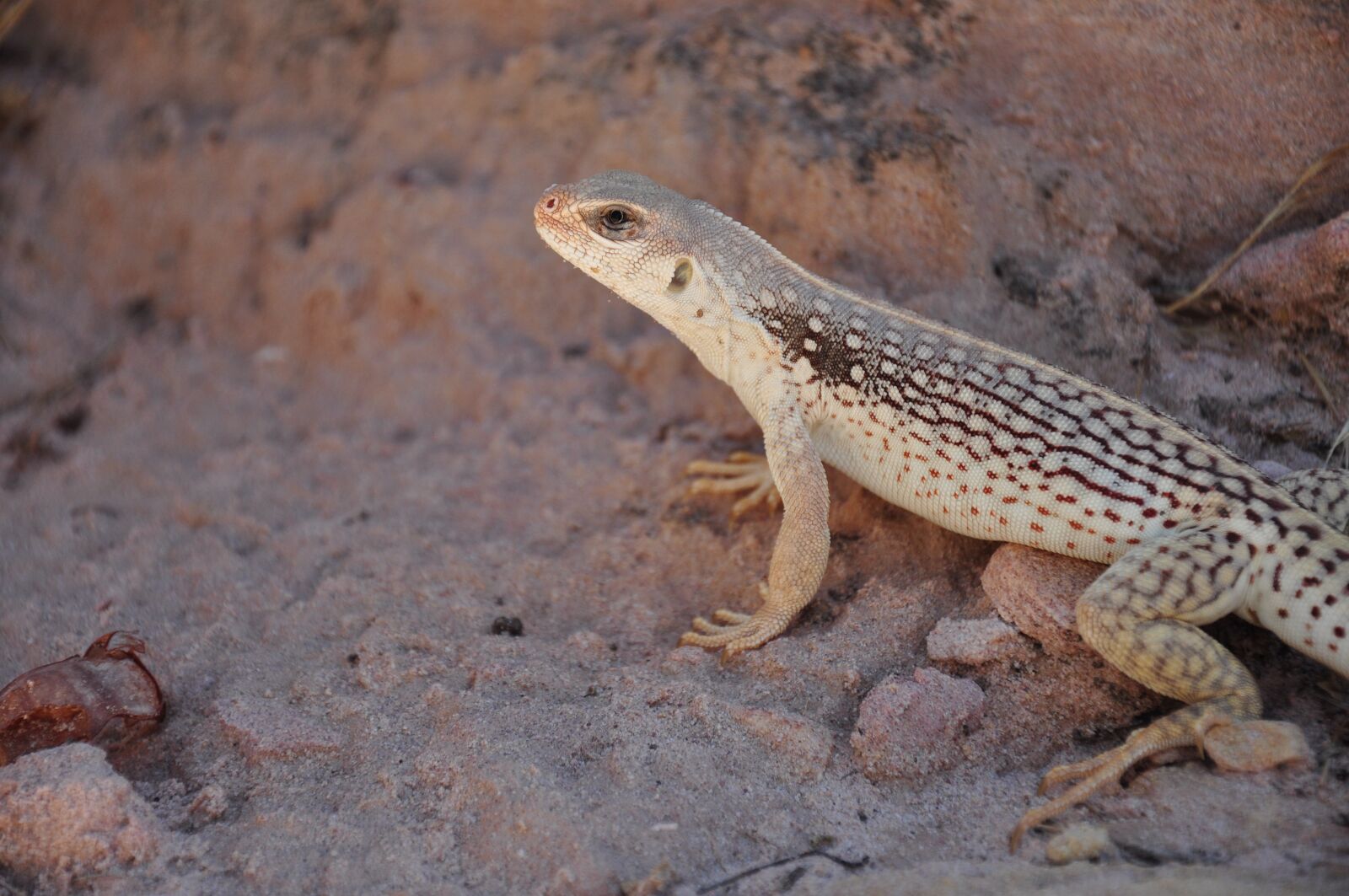 Nikon D90 sample photo. Lizard, usa, national park photography