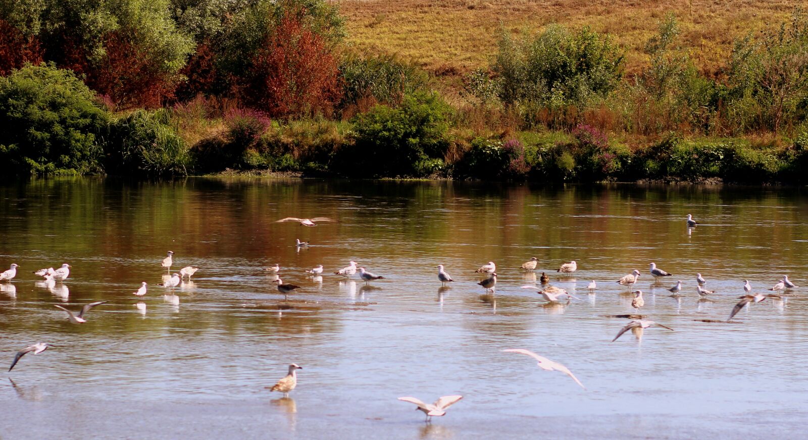 Canon EOS 700D (EOS Rebel T5i / EOS Kiss X7i) + Canon EF 85mm F1.8 USM sample photo. Birds, lake, flight photography