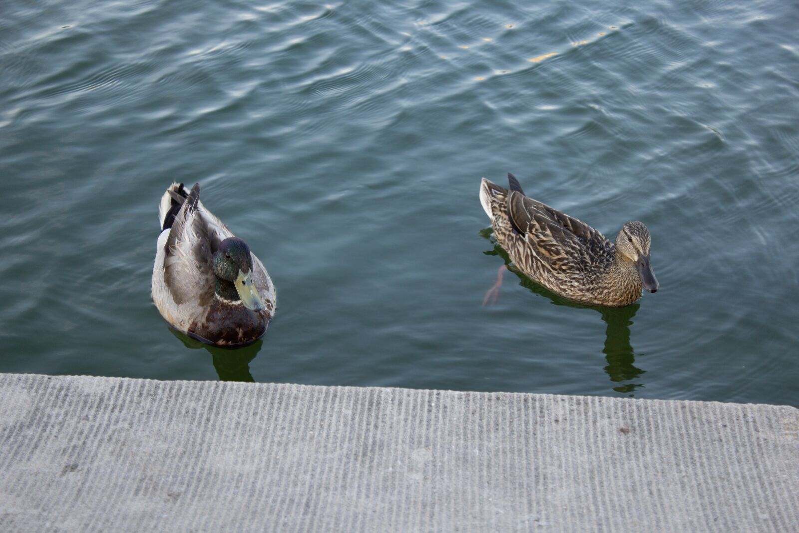 Canon EOS 1200D (EOS Rebel T5 / EOS Kiss X70 / EOS Hi) sample photo. Ducks, water, sunset photography