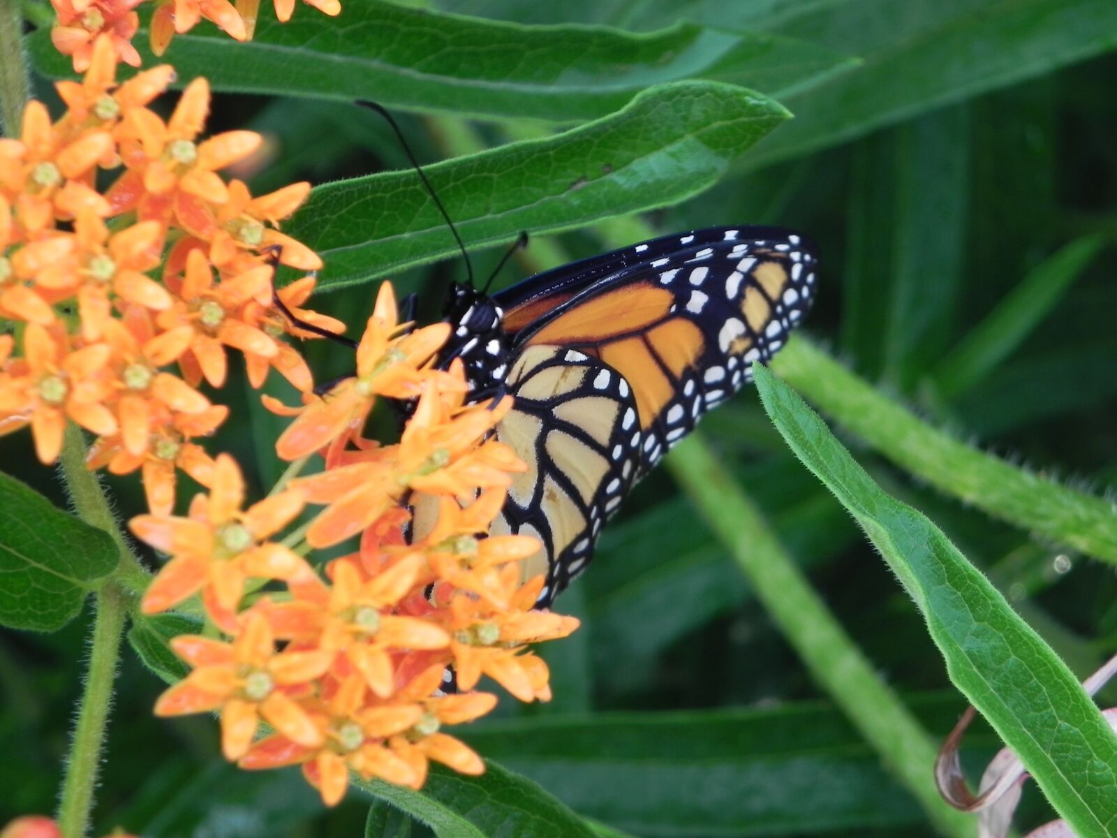 Nikon Coolpix P100 sample photo. Monarch butterfly, milkweed, garden photography