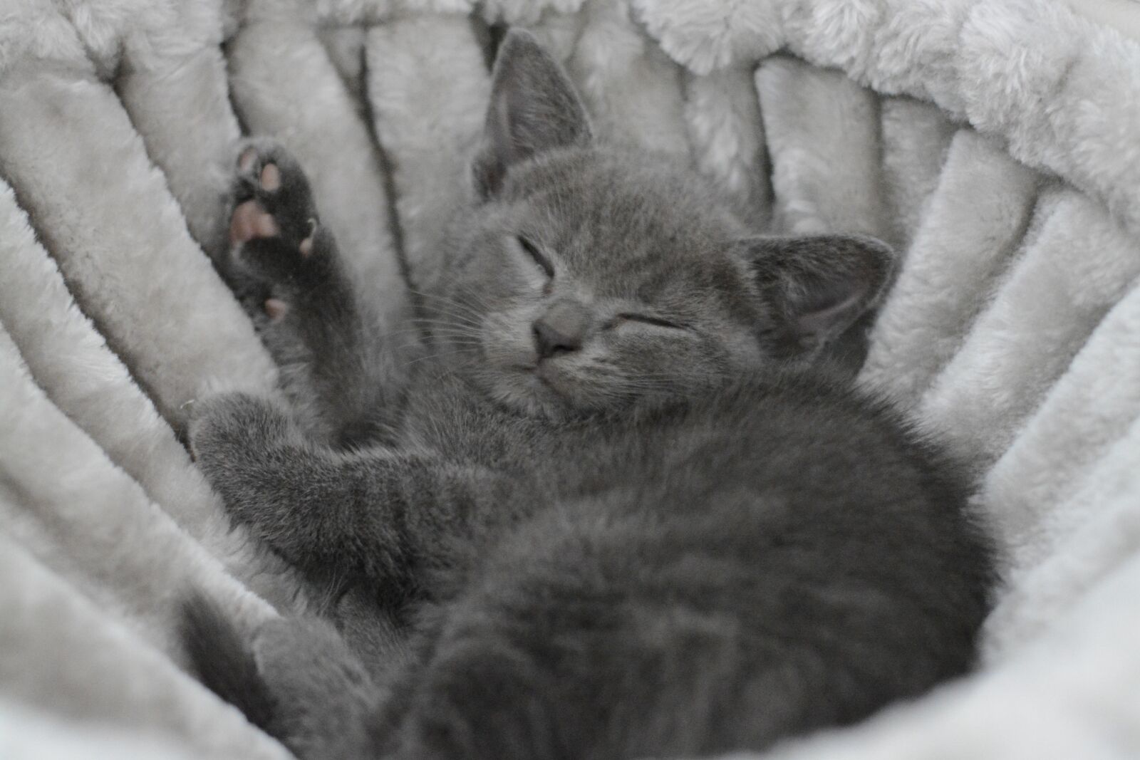 Nikon D5200 sample photo. Cat, portrait, kitten photography