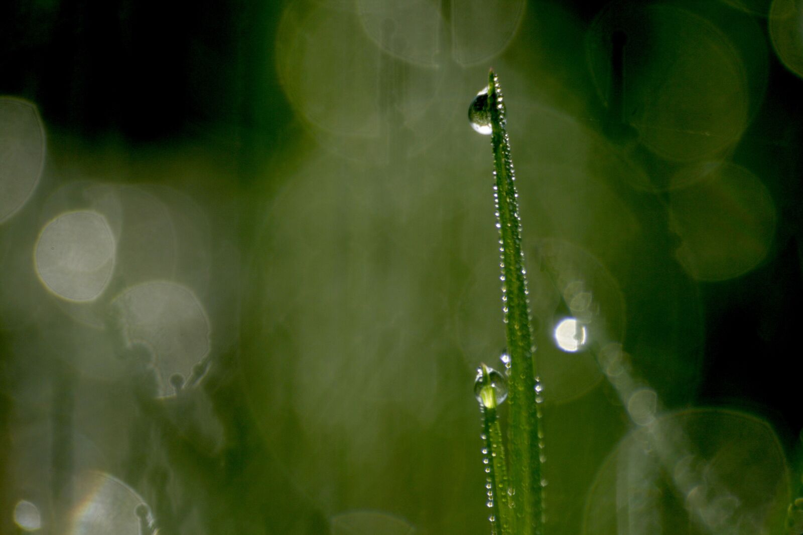 Canon EOS 400D (EOS Digital Rebel XTi / EOS Kiss Digital X) sample photo. Nature, dews, dewdrop photography