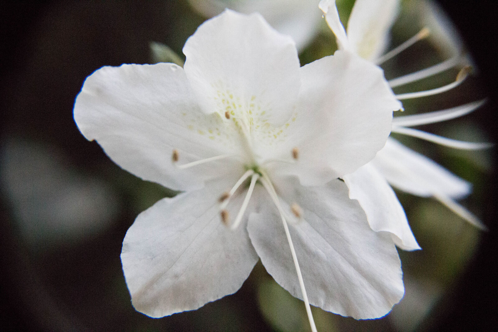 Canon EOS 700D (EOS Rebel T5i / EOS Kiss X7i) sample photo. Flower photography