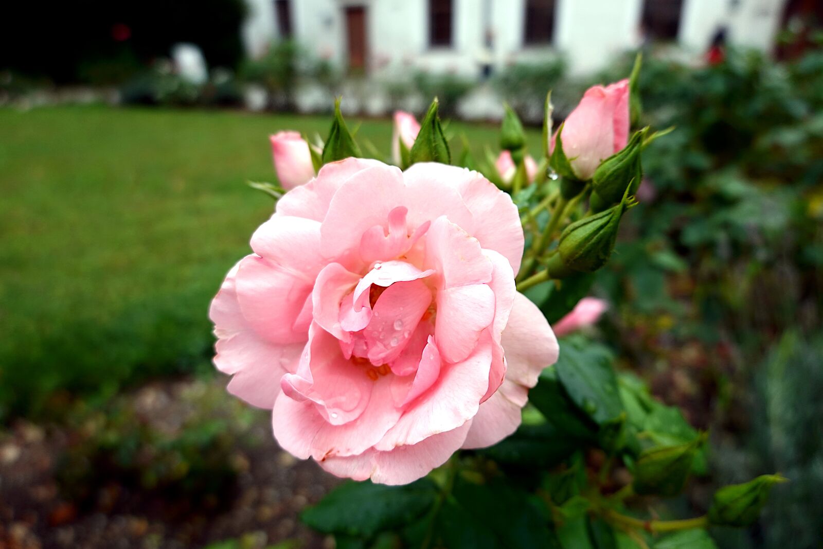 Sony Cyber-shot DSC-RX100 VI sample photo. Rose, pink, flower photography