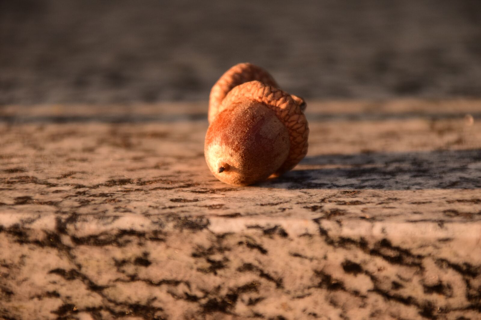 Nikon D3300 sample photo. Acorns, close up, beautiful photography