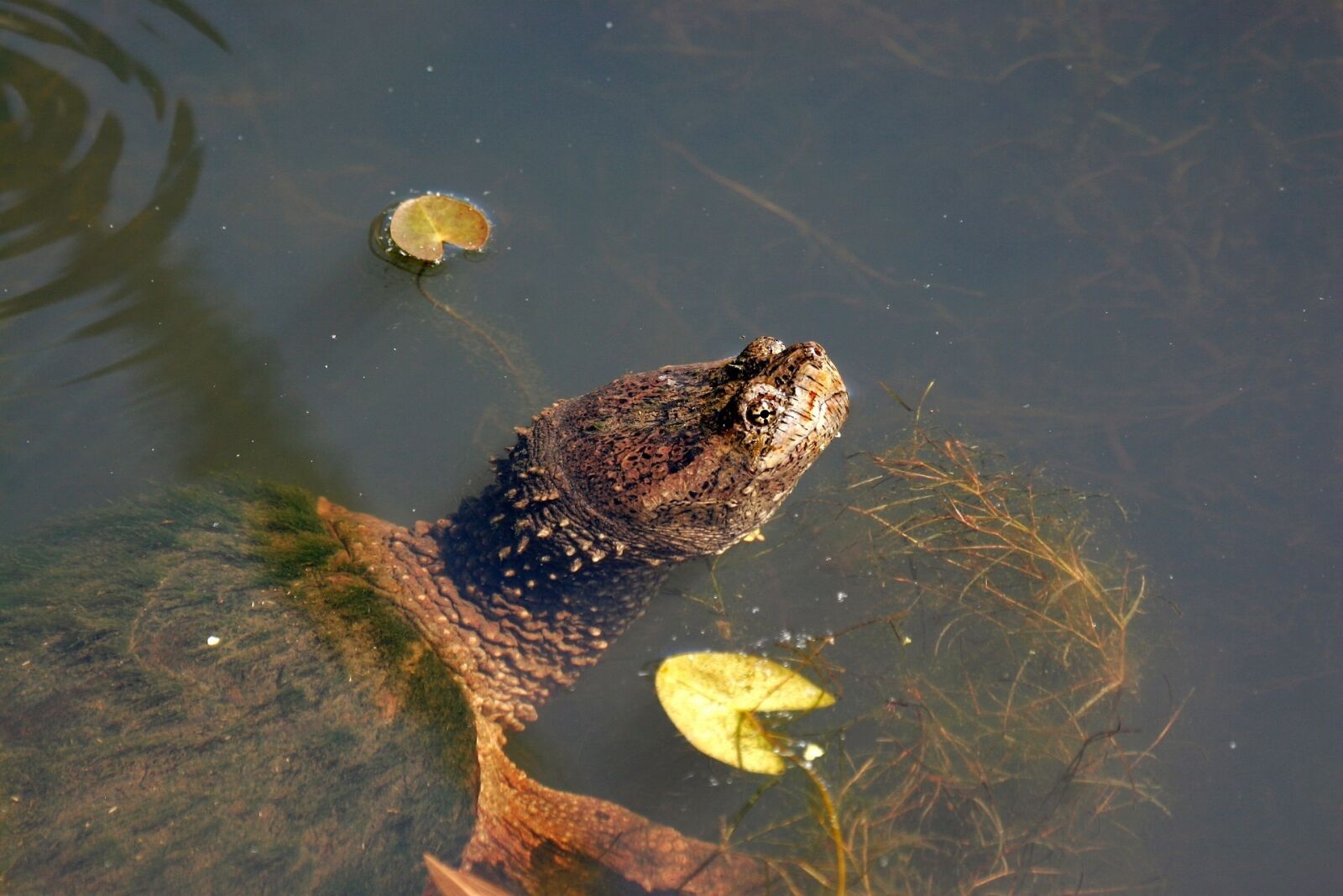 Canon EOS 20D sample photo. Snapping turtle, water, reptile photography