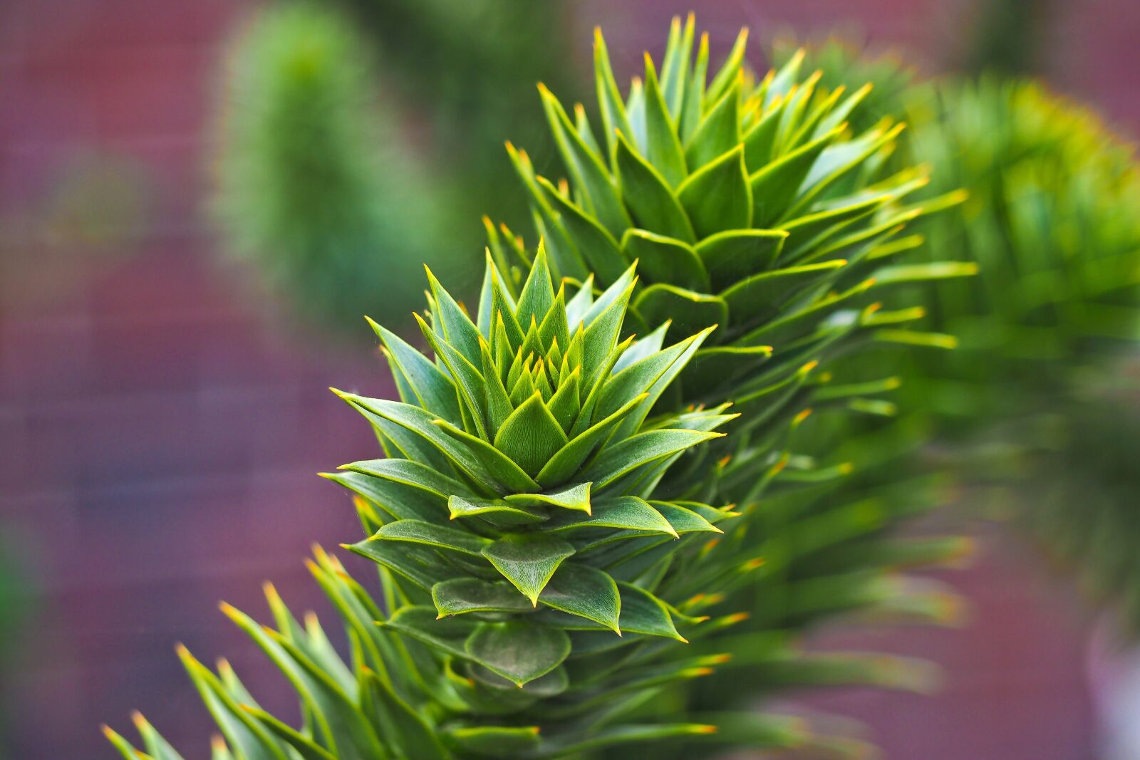 Olympus OM-D E-M10 sample photo. Nature, leaf, plant photography