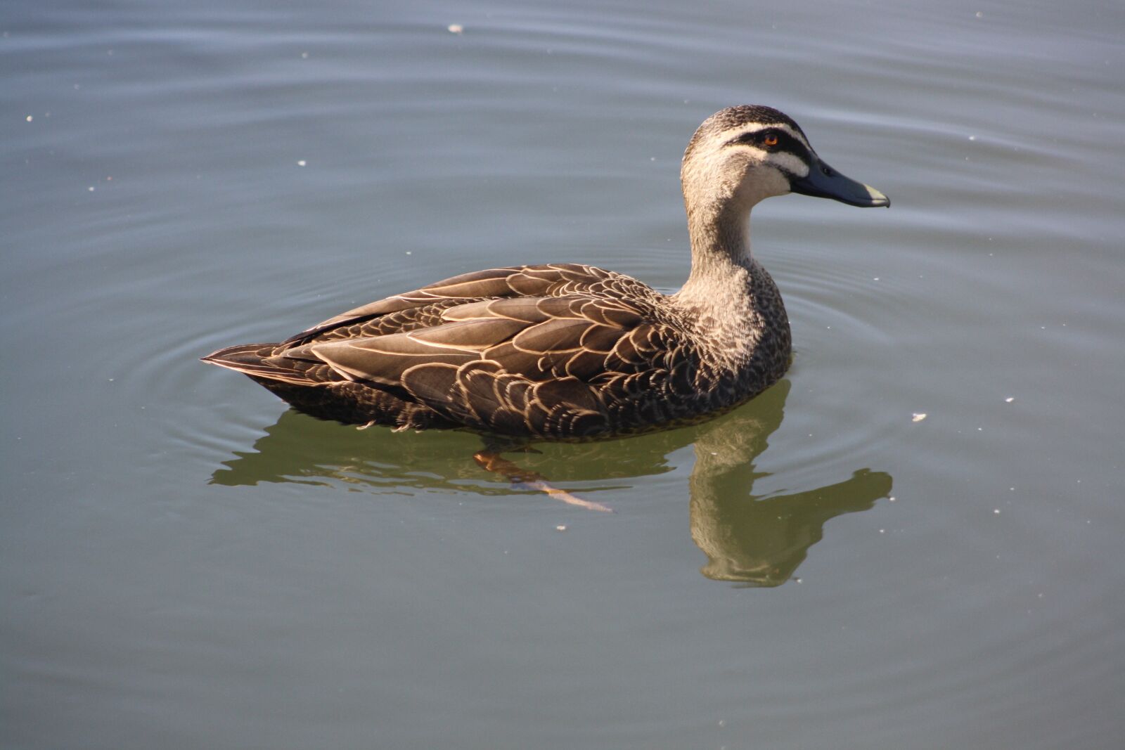 Canon EOS 1000D (EOS Digital Rebel XS / EOS Kiss F) sample photo. Duck, bird, brown photography