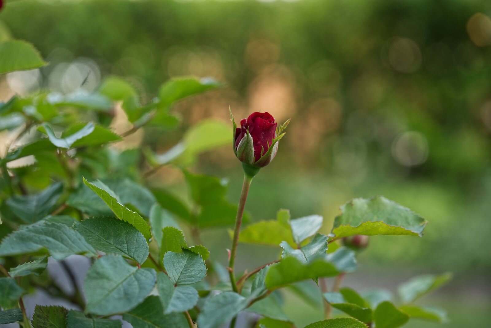 Sony a7 II sample photo. Rose, garden, nature photography