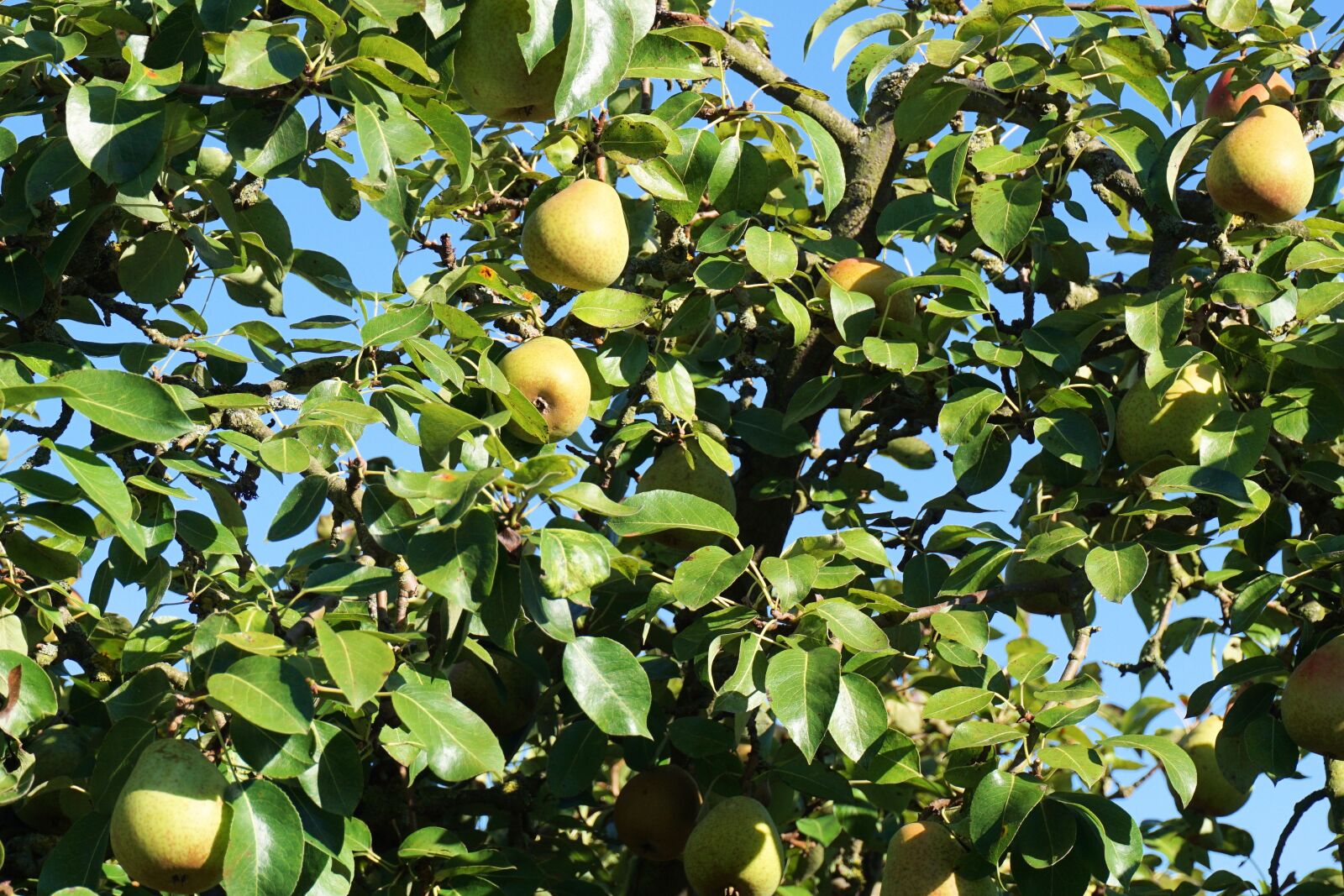 Sony a6000 sample photo. Pear, tree, fruits photography