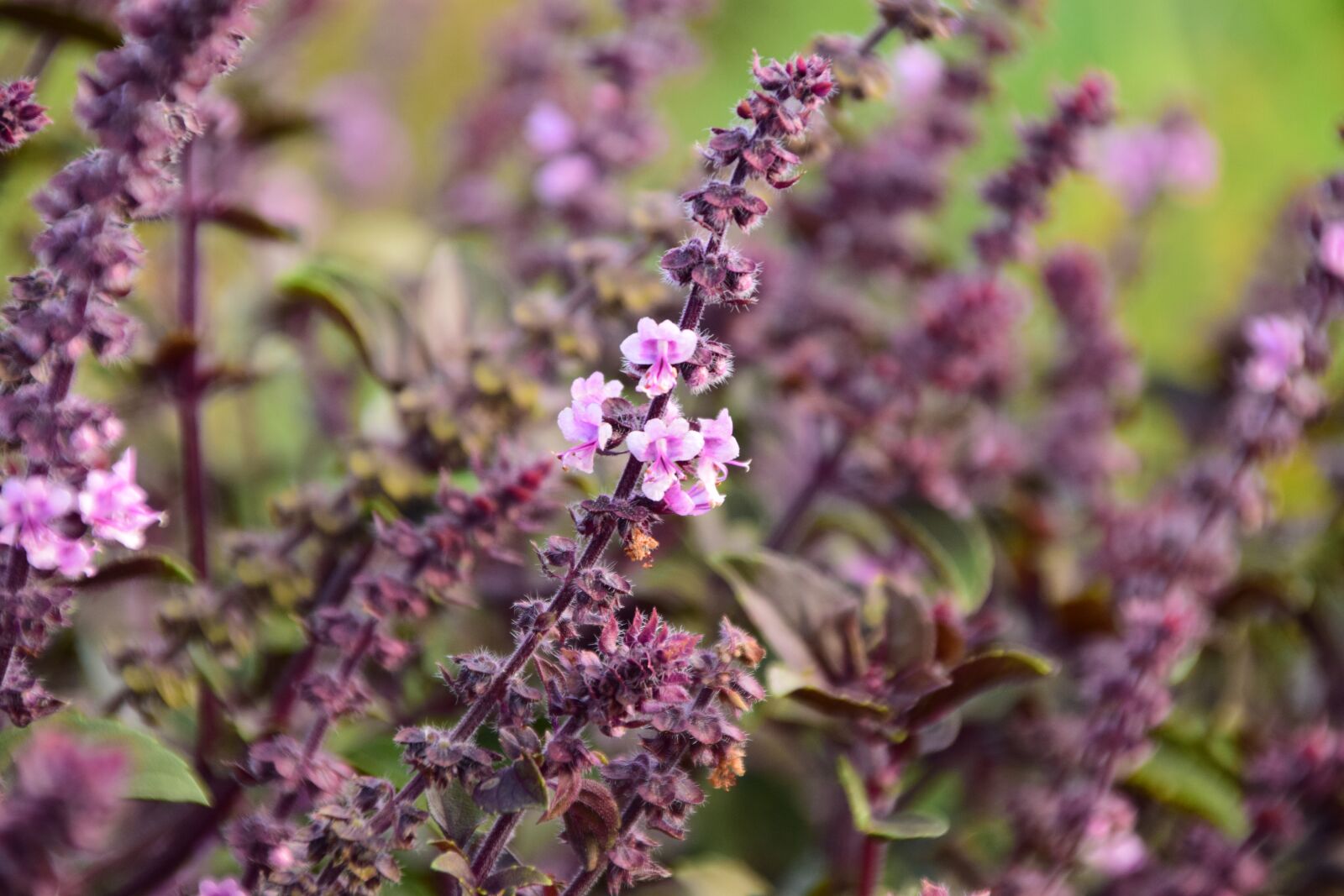Nikon D3300 sample photo. Mint, minzblüte, summer photography