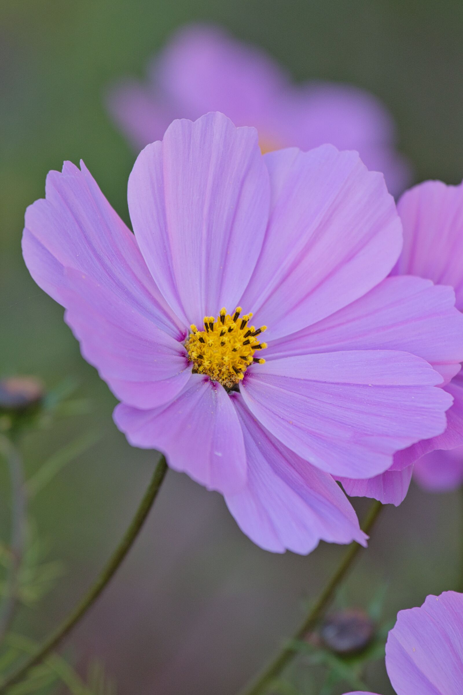 Canon EOS 200D (EOS Rebel SL2 / EOS Kiss X9) + Canon EF 70-200mm F4L IS USM sample photo. Cosmos, cosmea, beauty photography