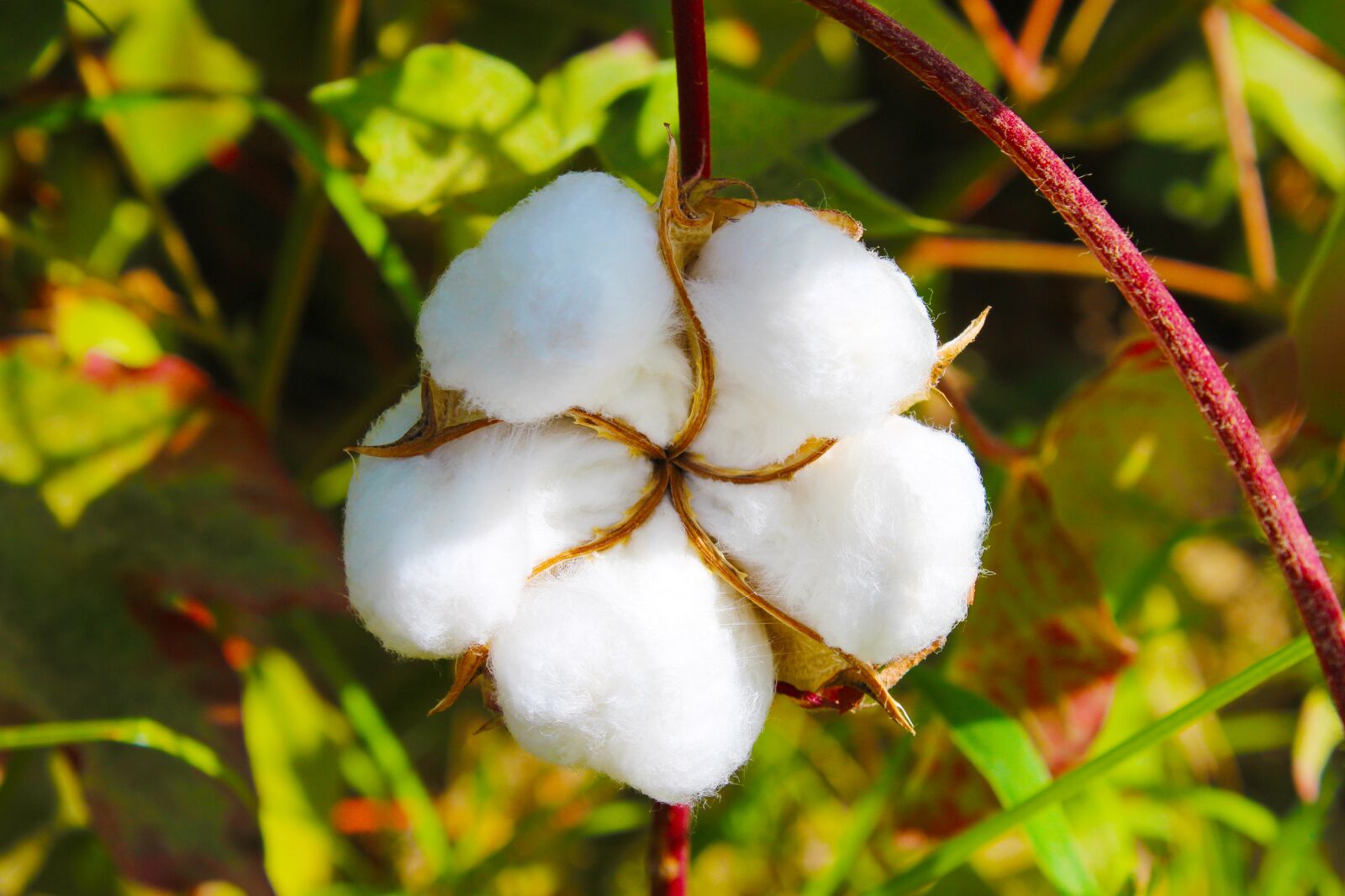 Canon EOS 700D (EOS Rebel T5i / EOS Kiss X7i) sample photo. Cotton, tajikistan, buttermilk photography