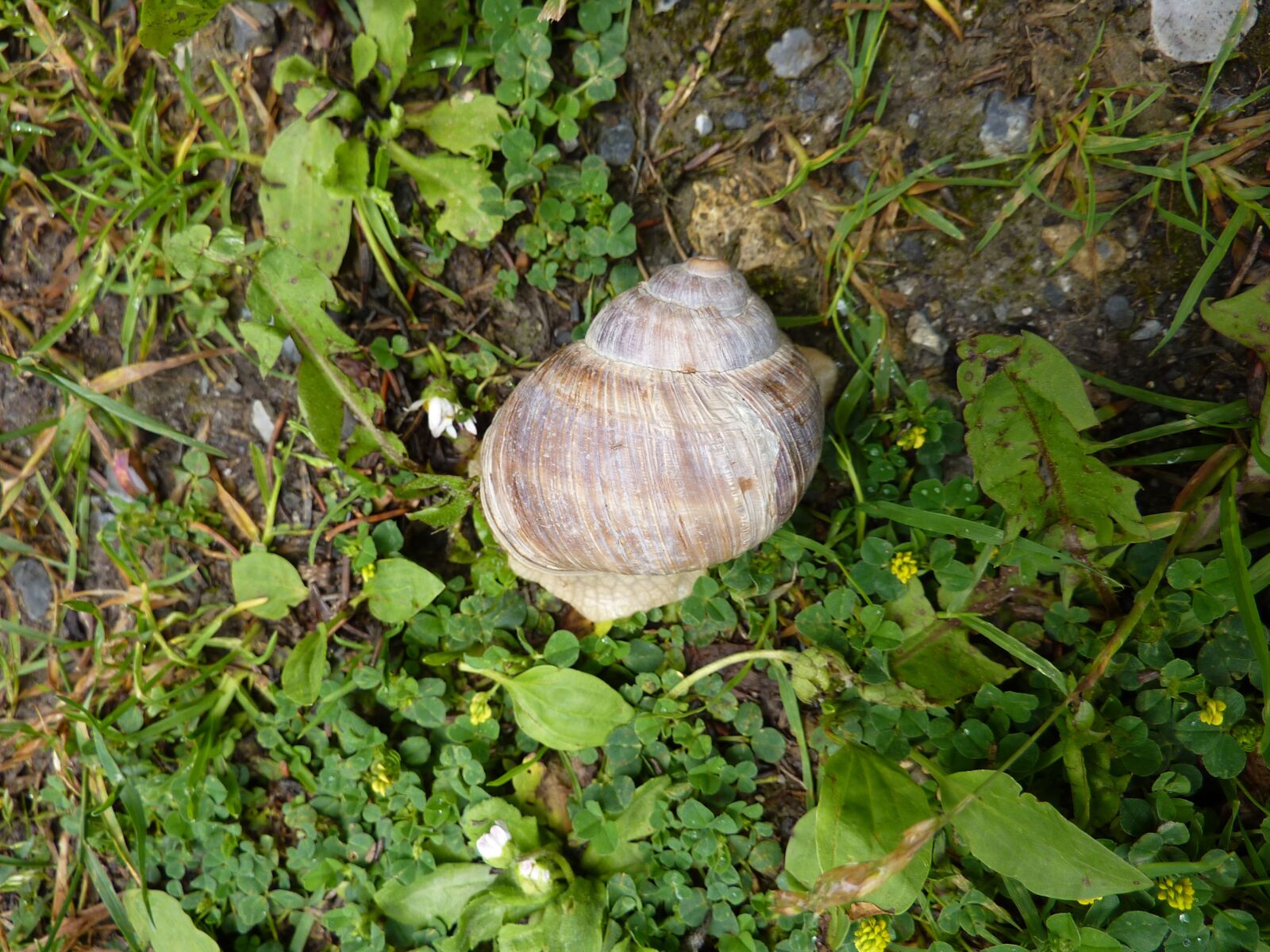 Panasonic Lumix DMC-ZS1 (Lumix DMC-TZ6) sample photo. Snail, animal, nature photography