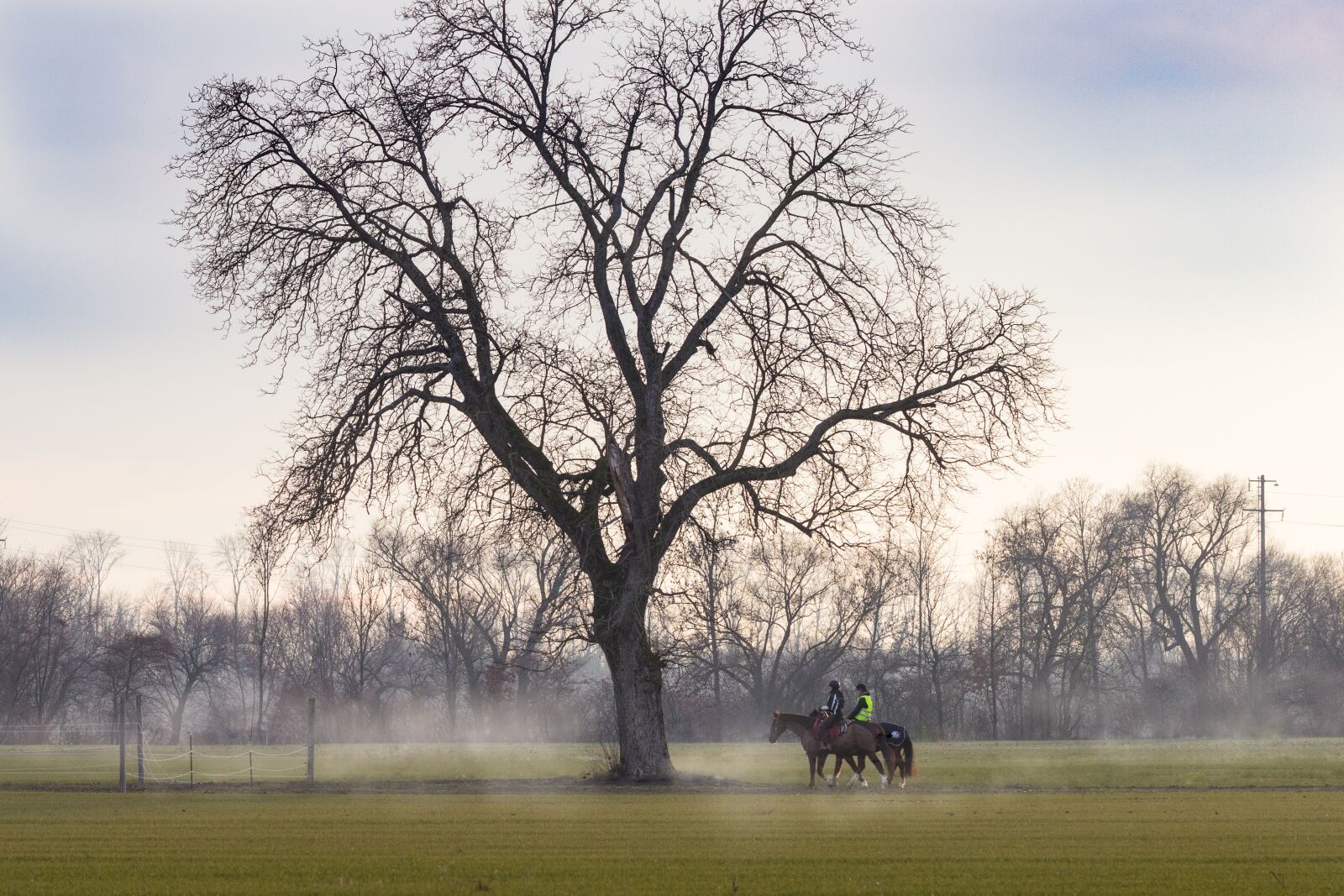 Canon EOS 6D Mark II sample photo. Tree, fog, hike photography