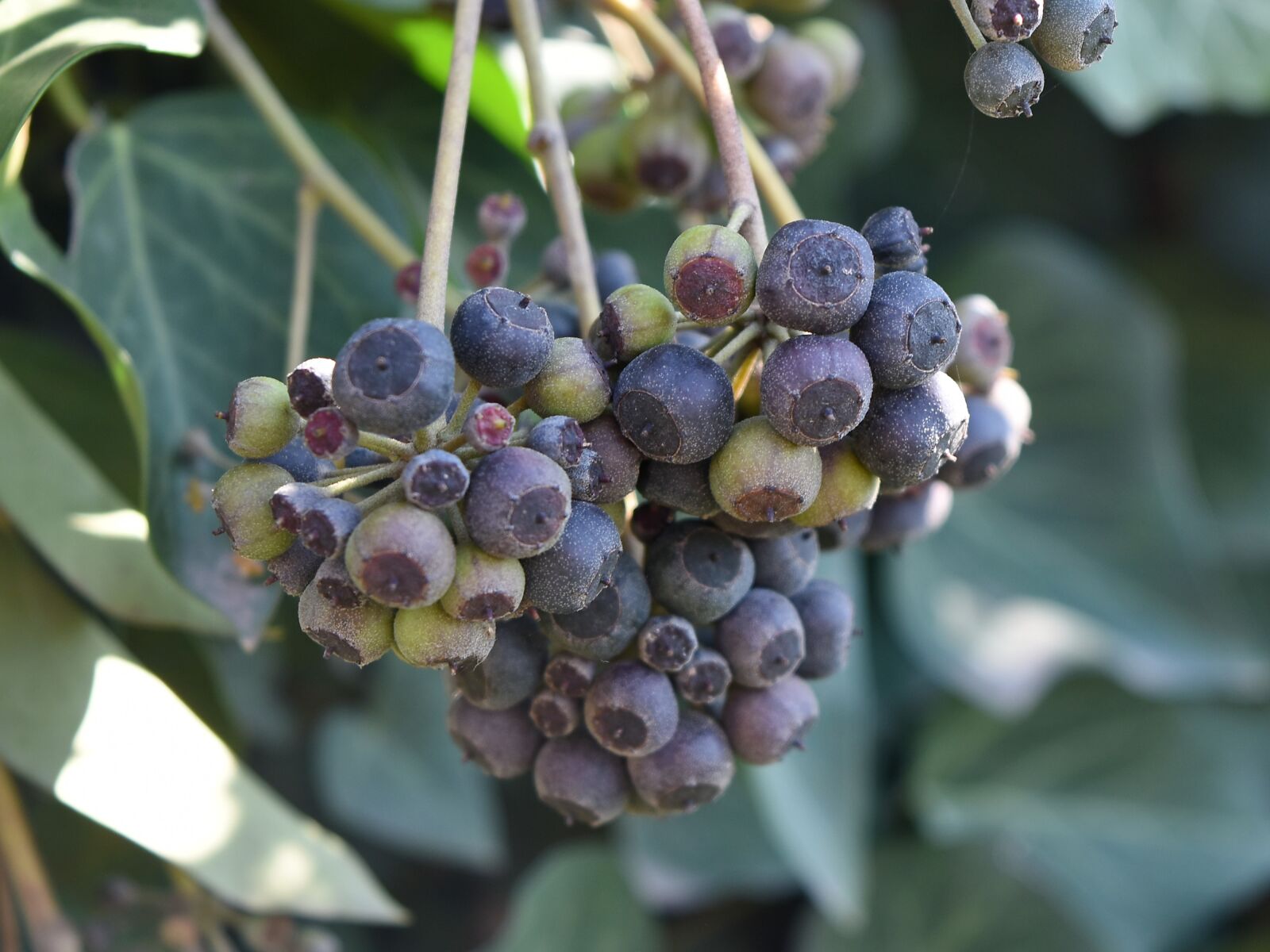 Nikon D5500 sample photo. Nature, cluster, leaf, berry photography