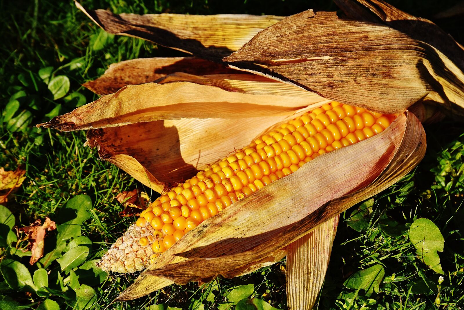 Nikon D7200 sample photo. Corn, corn on the photography