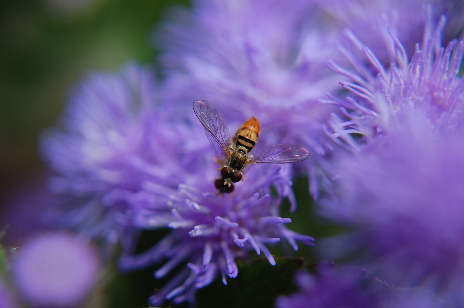 Nikon D40 sample photo. Flower, insect, nature photography
