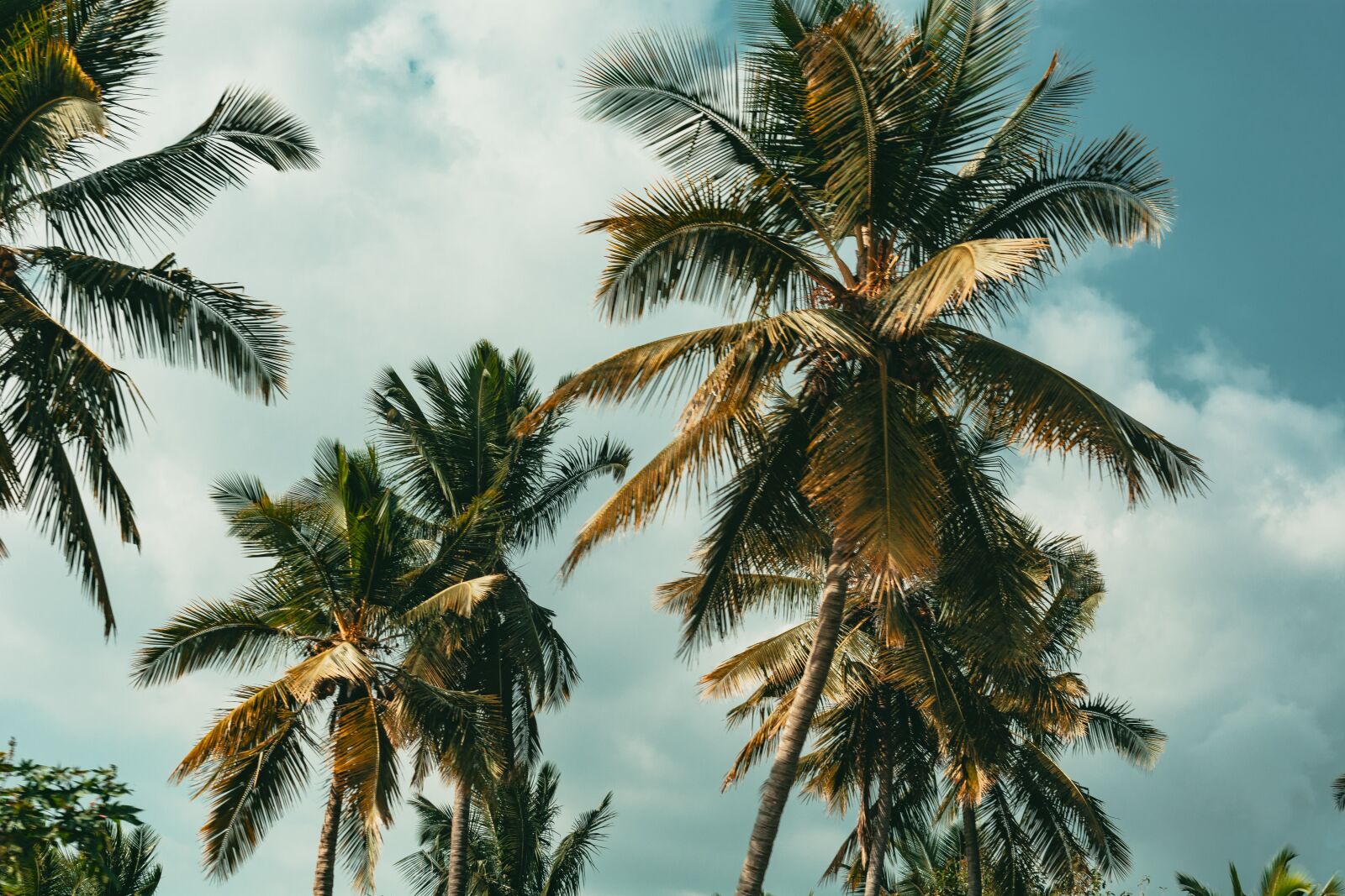 Nikon D7100 sample photo. Palm sunday, blue sky photography