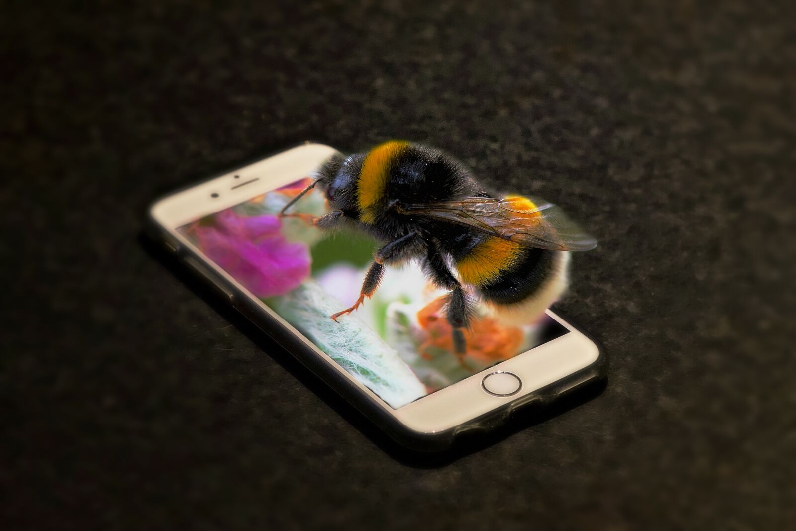 Nikon D750 sample photo. Phone, bourdon, insect photography