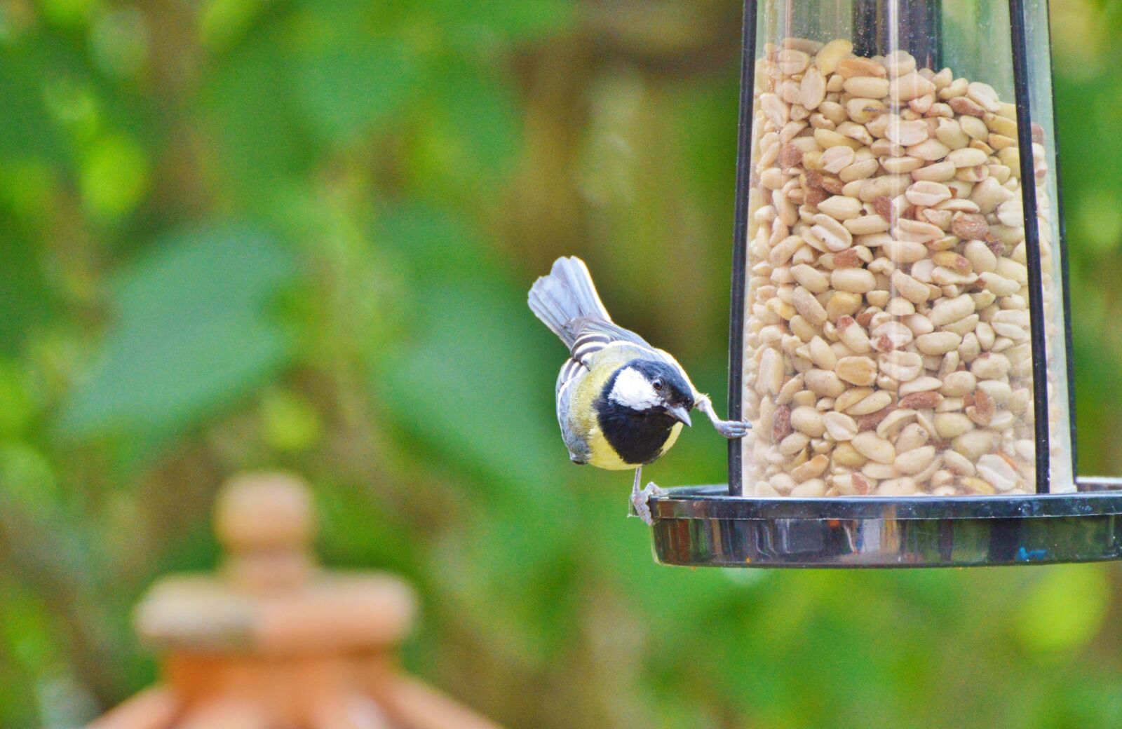 Nikon D3200 sample photo. Tit, bird, foraging photography